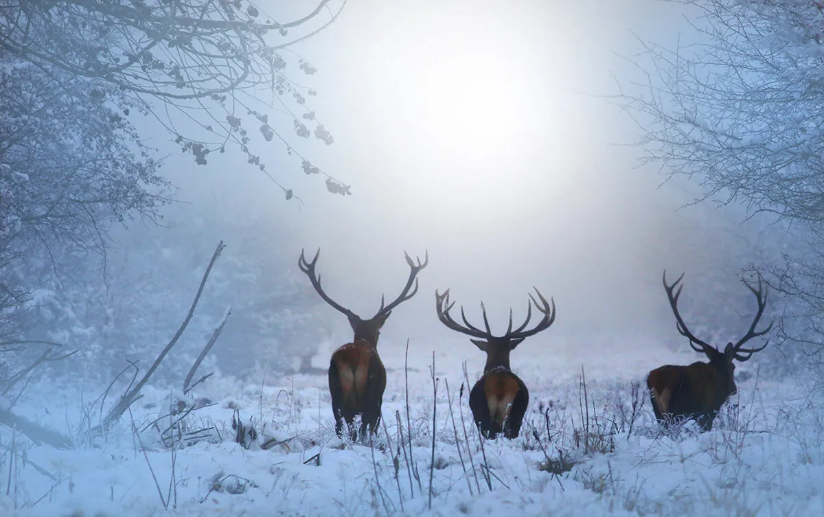 three kings