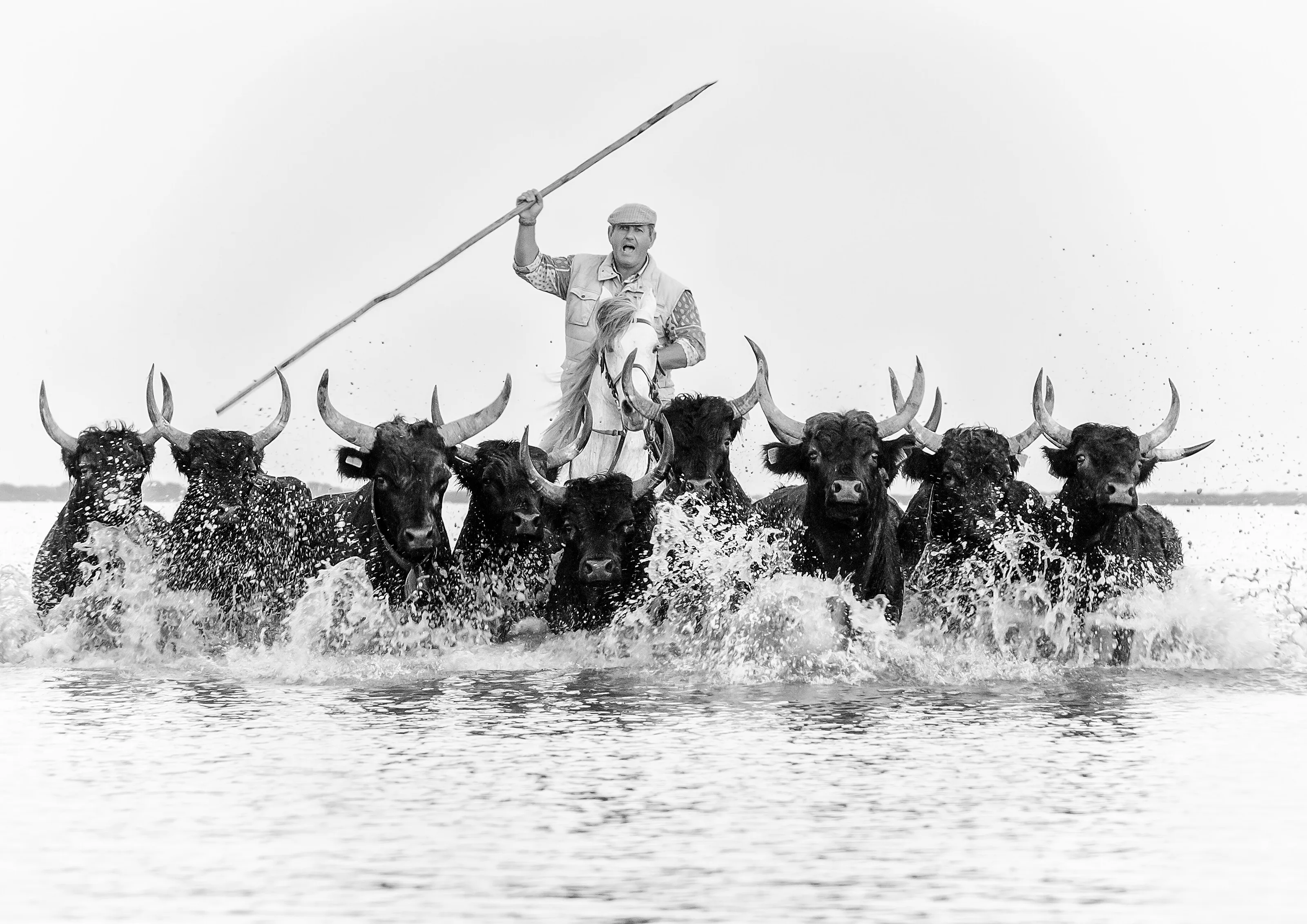 Bringing the Bulls Home