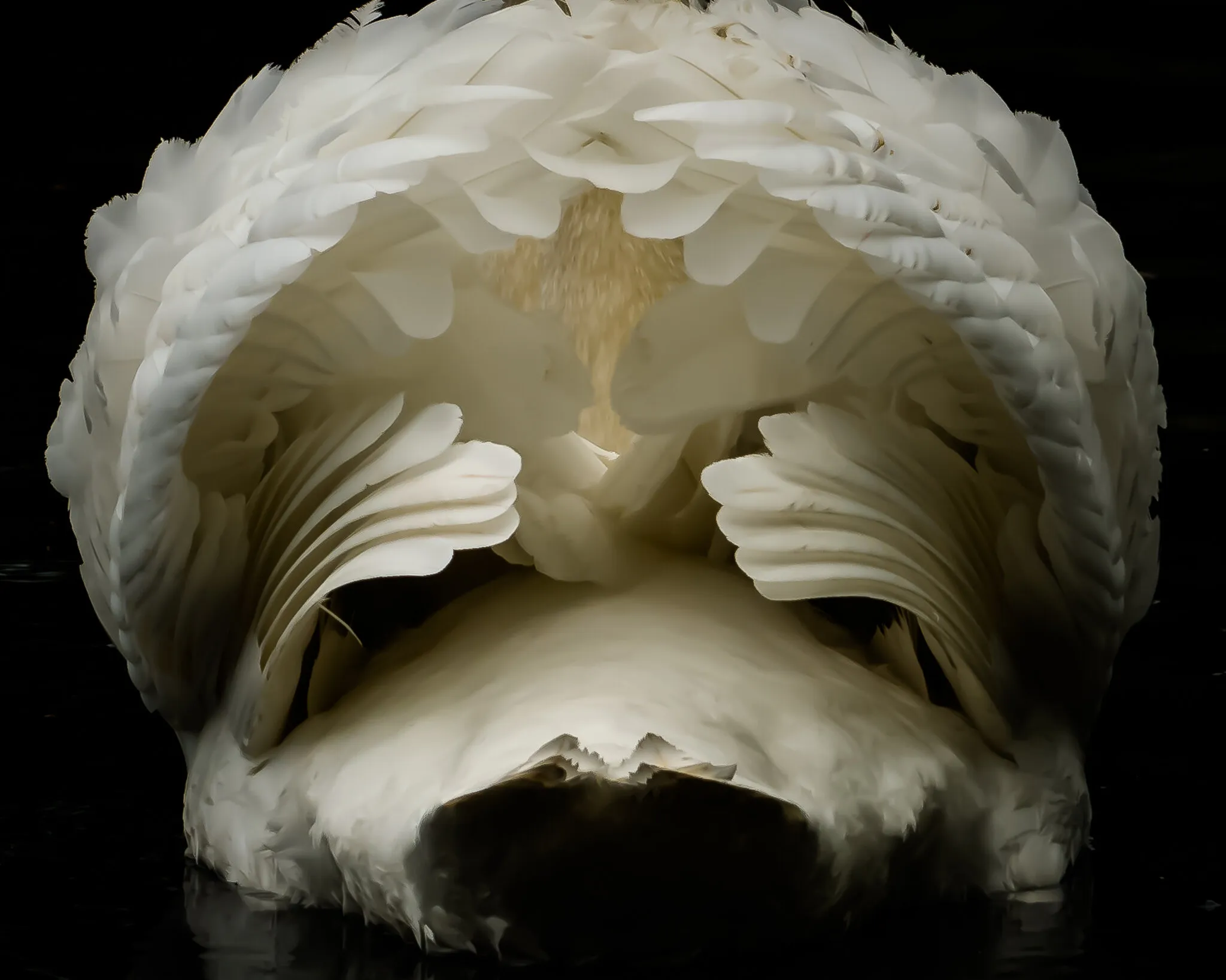 White Swan