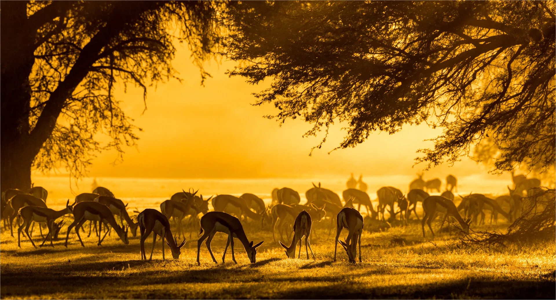 Early morning graze