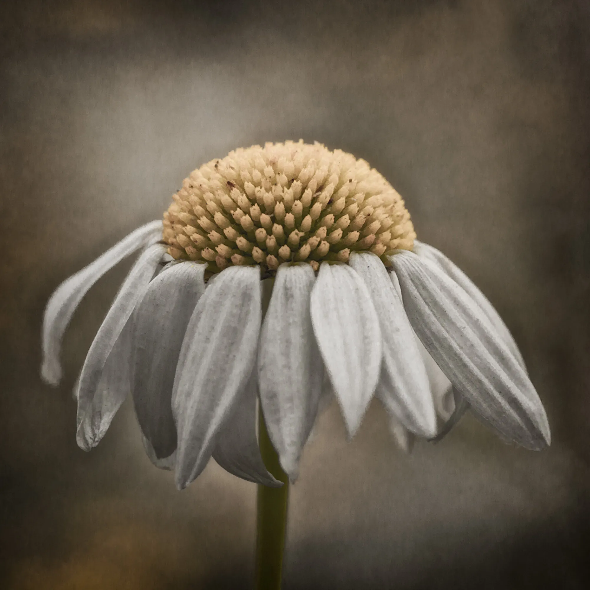 Daisy