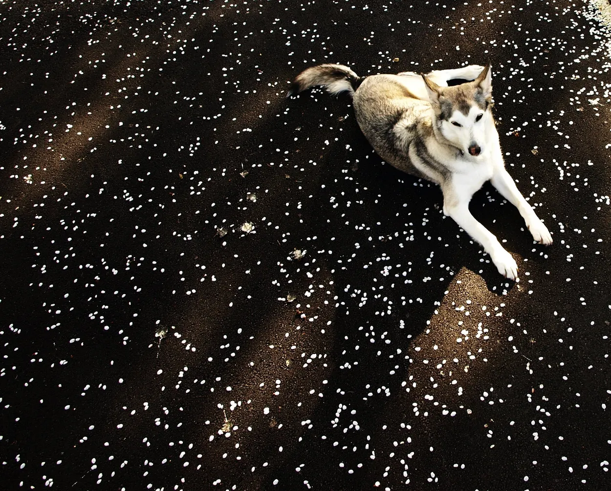 stardust