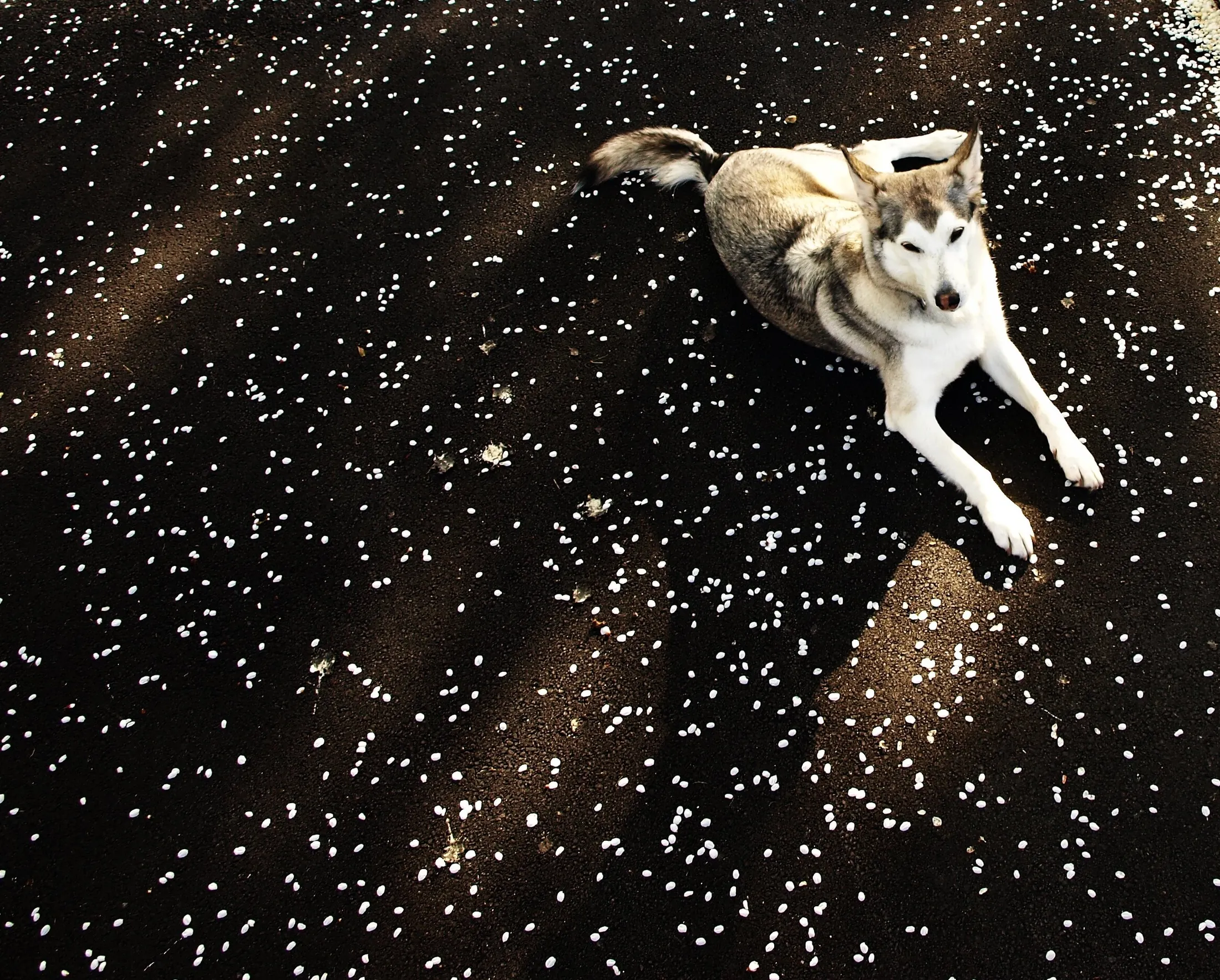 stardust