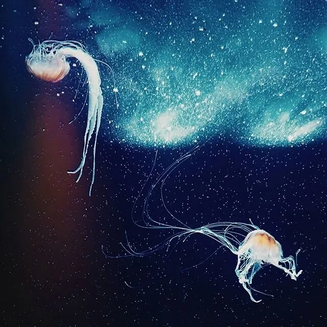 Entry 4083566