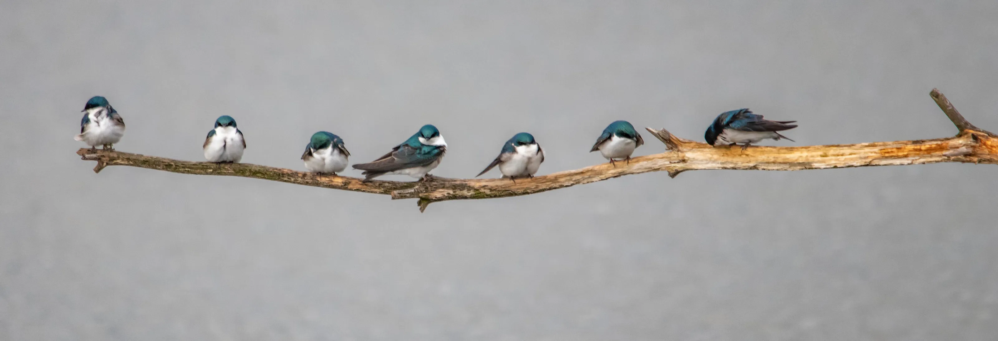Tree Swallows