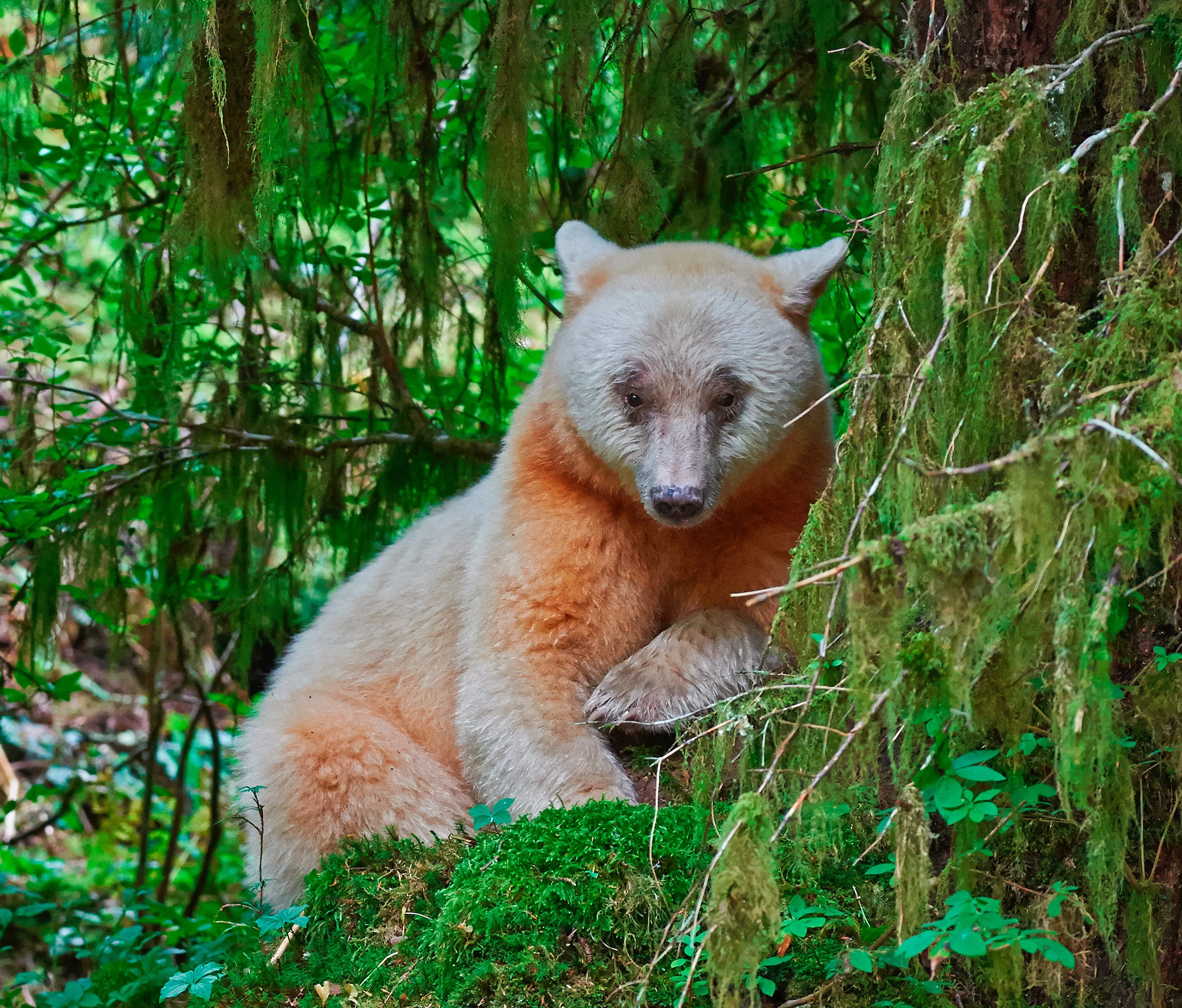 Spirit Bear portrait