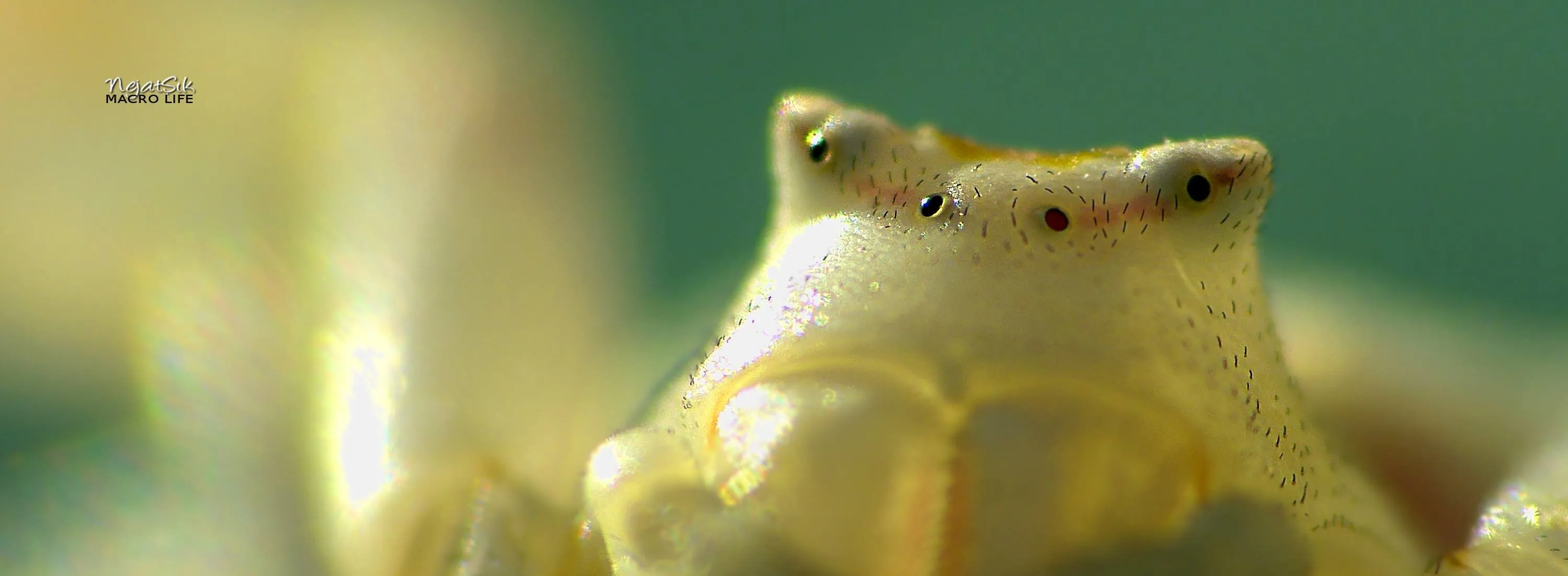 Eyes of Crab spider