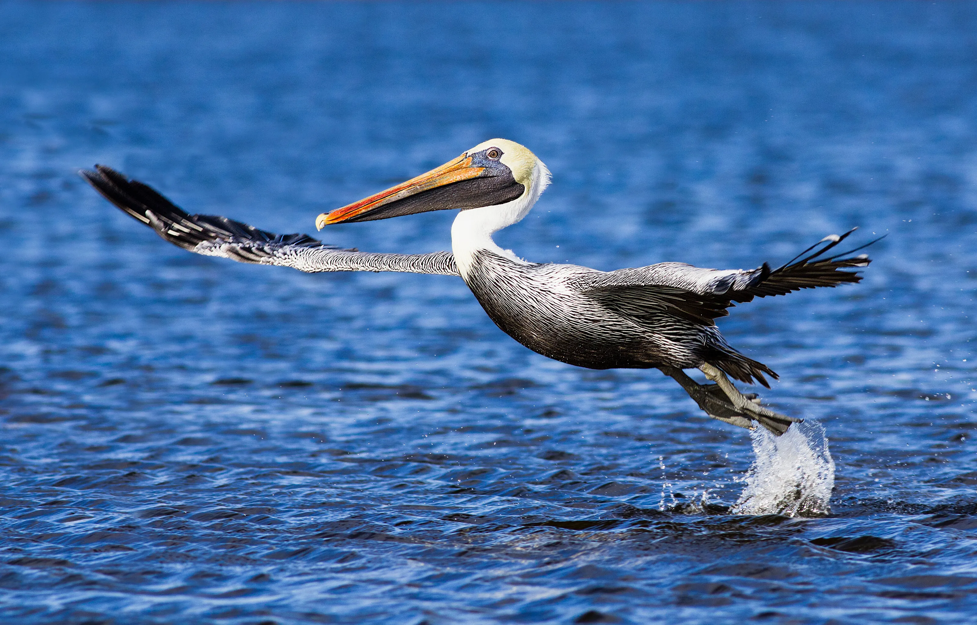 Pelican Take-off