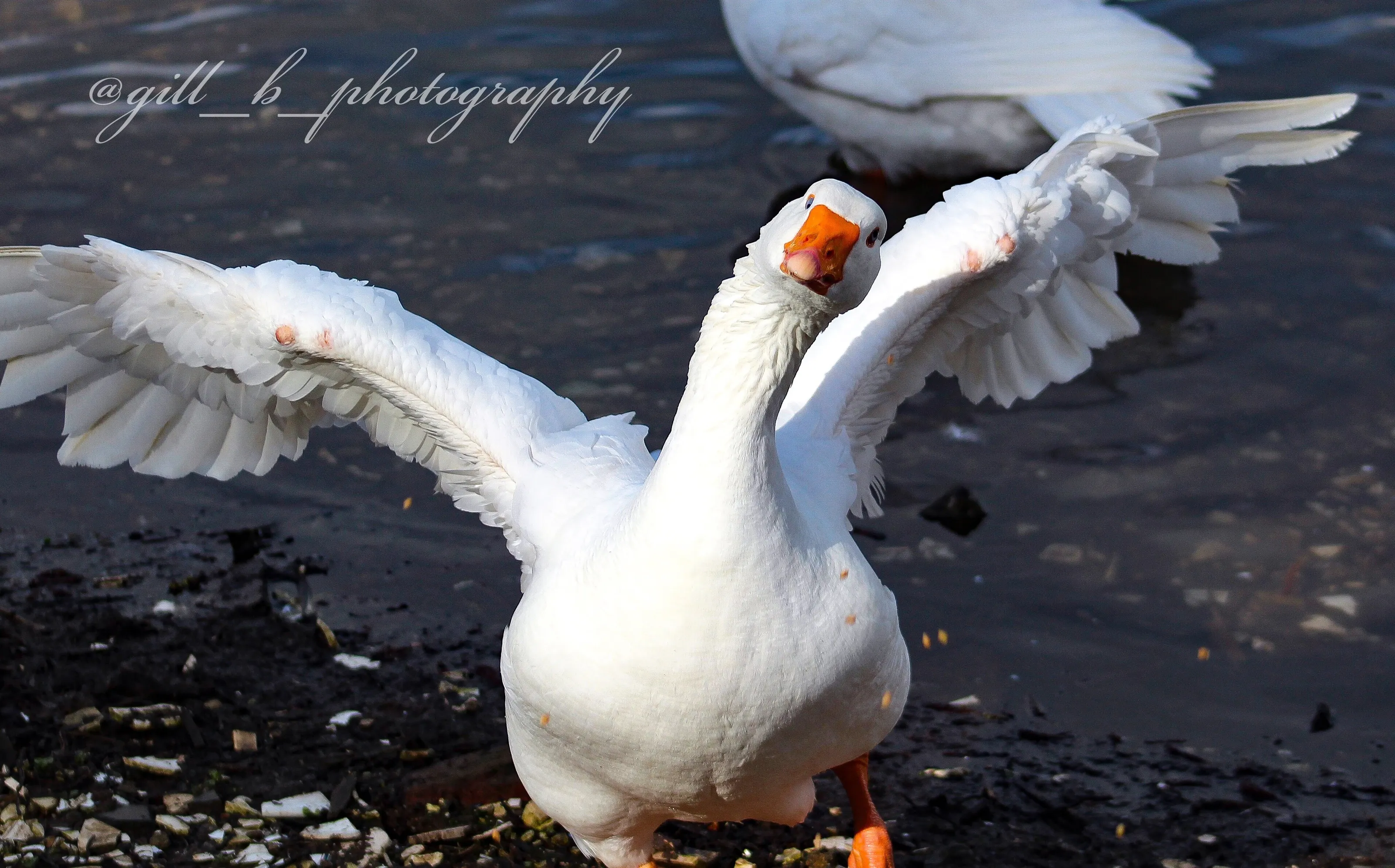 ‘Are you looking at me...???’