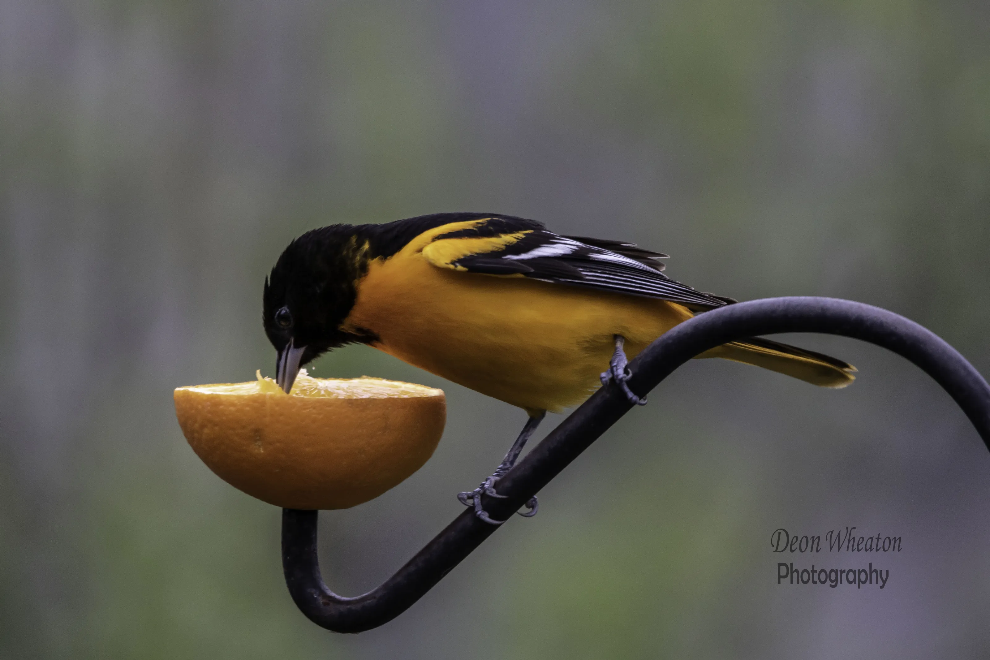 Baltimore Oriole