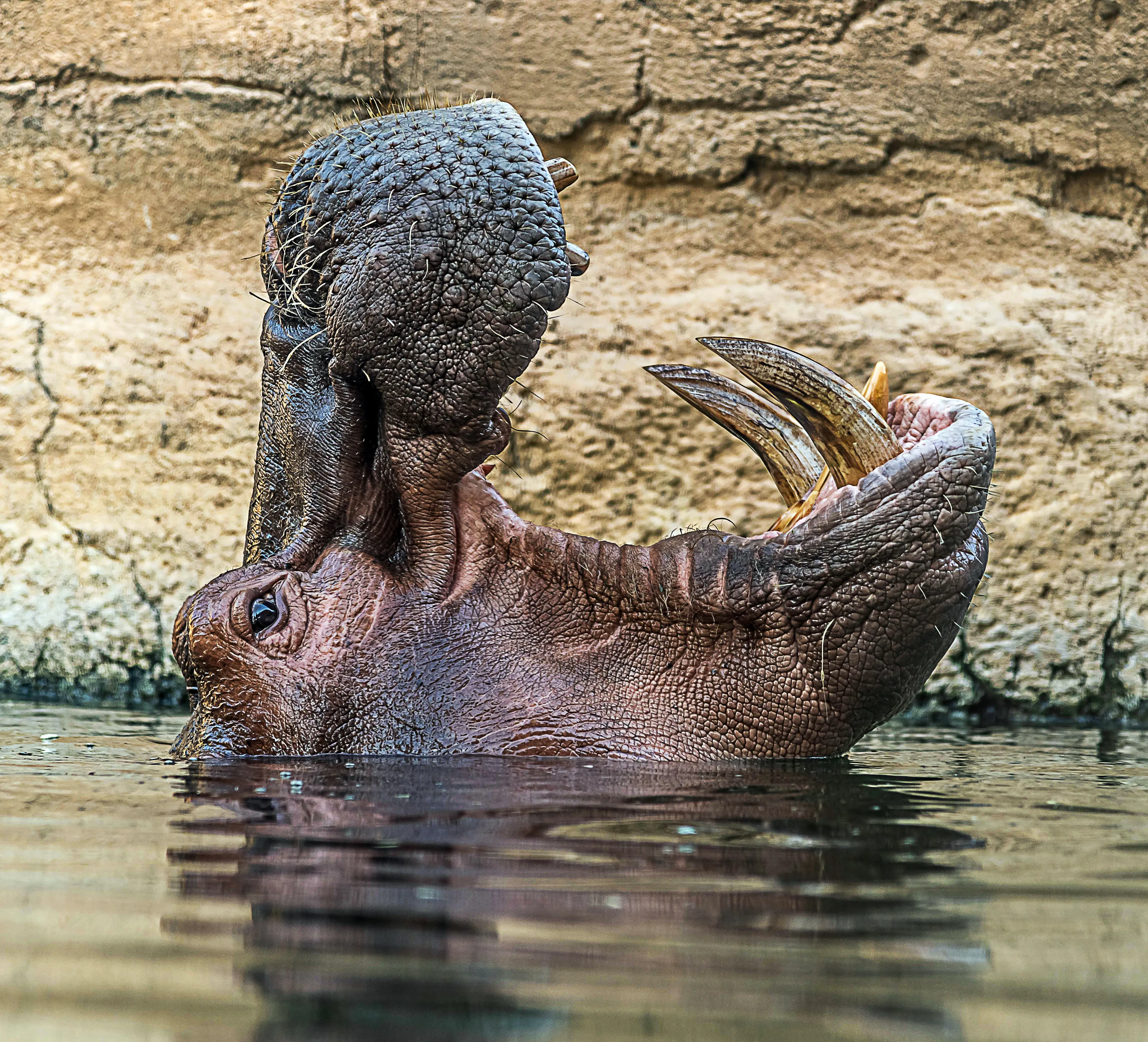 A Wild Animal Hippo Widely opened his mouth.