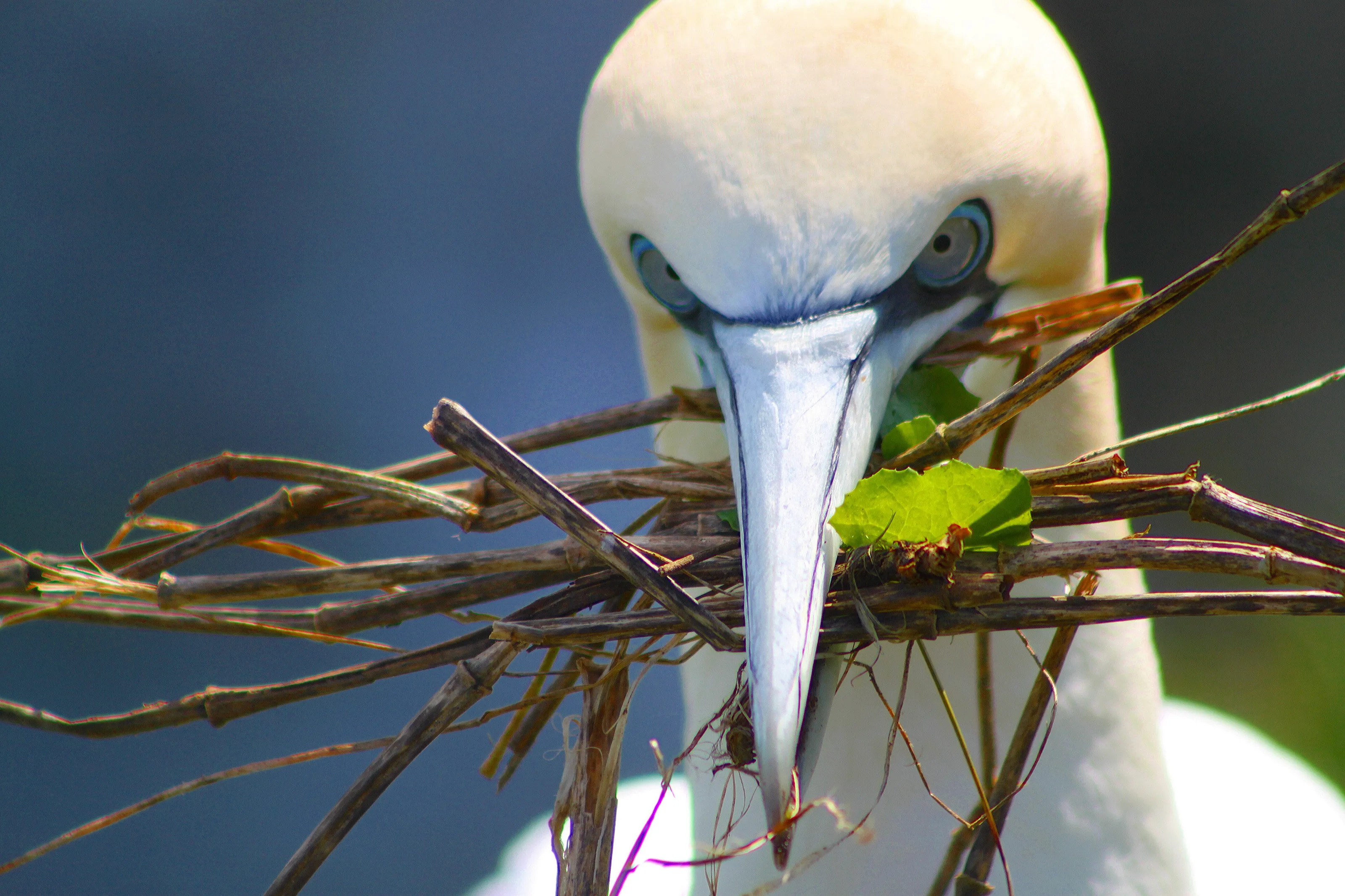 Gathering gannet