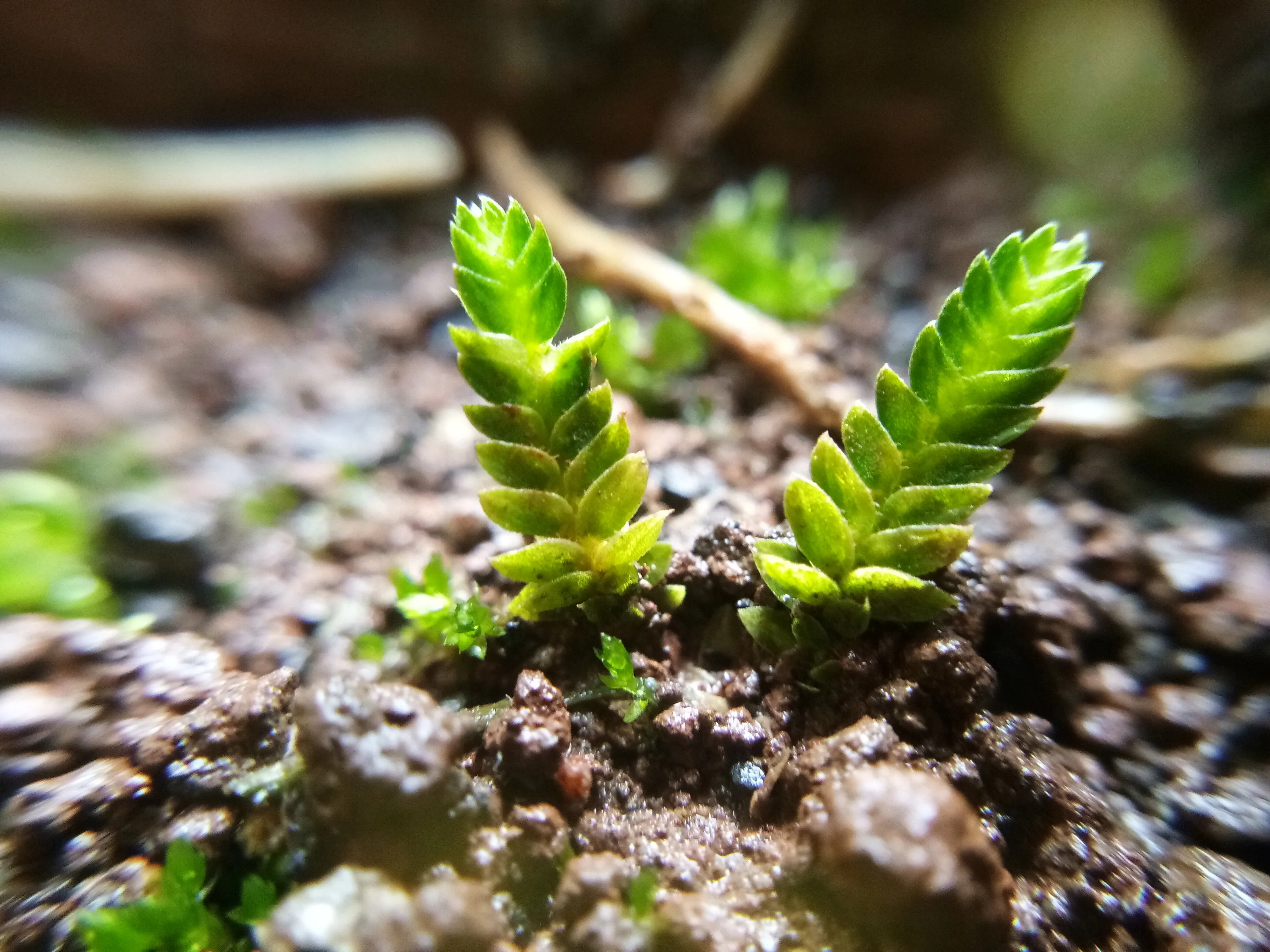 Twin Fern