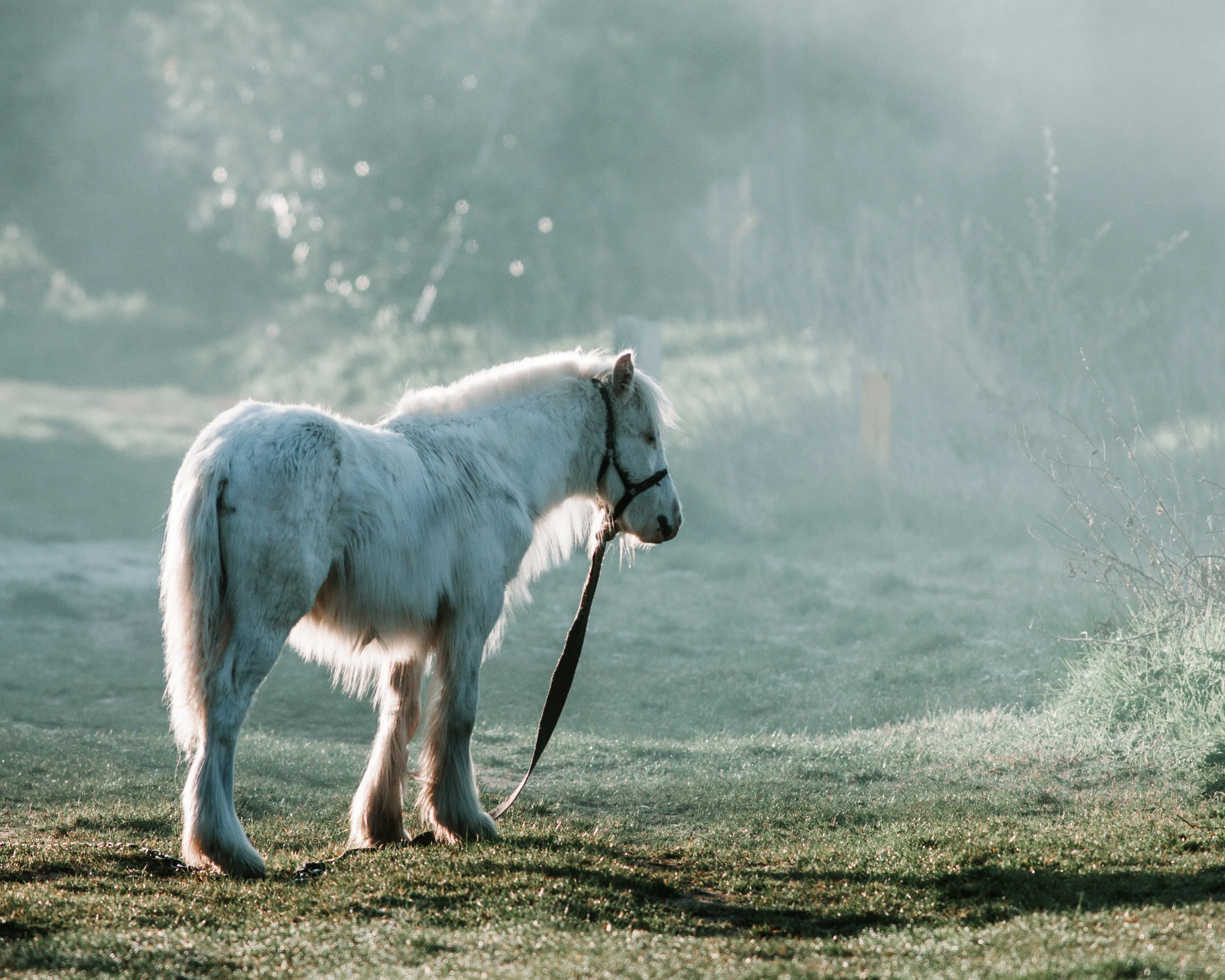 Early Morning Encounter