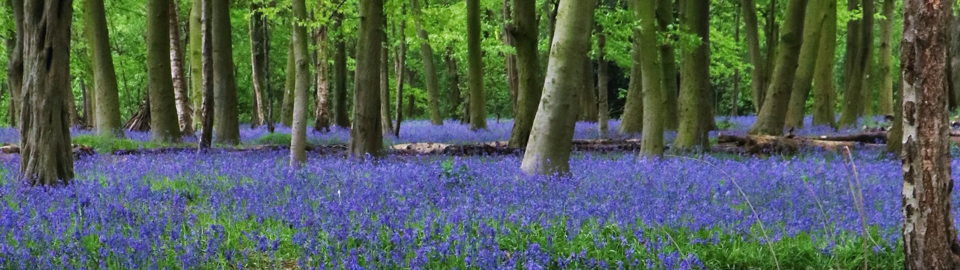 Woodland Bluebells