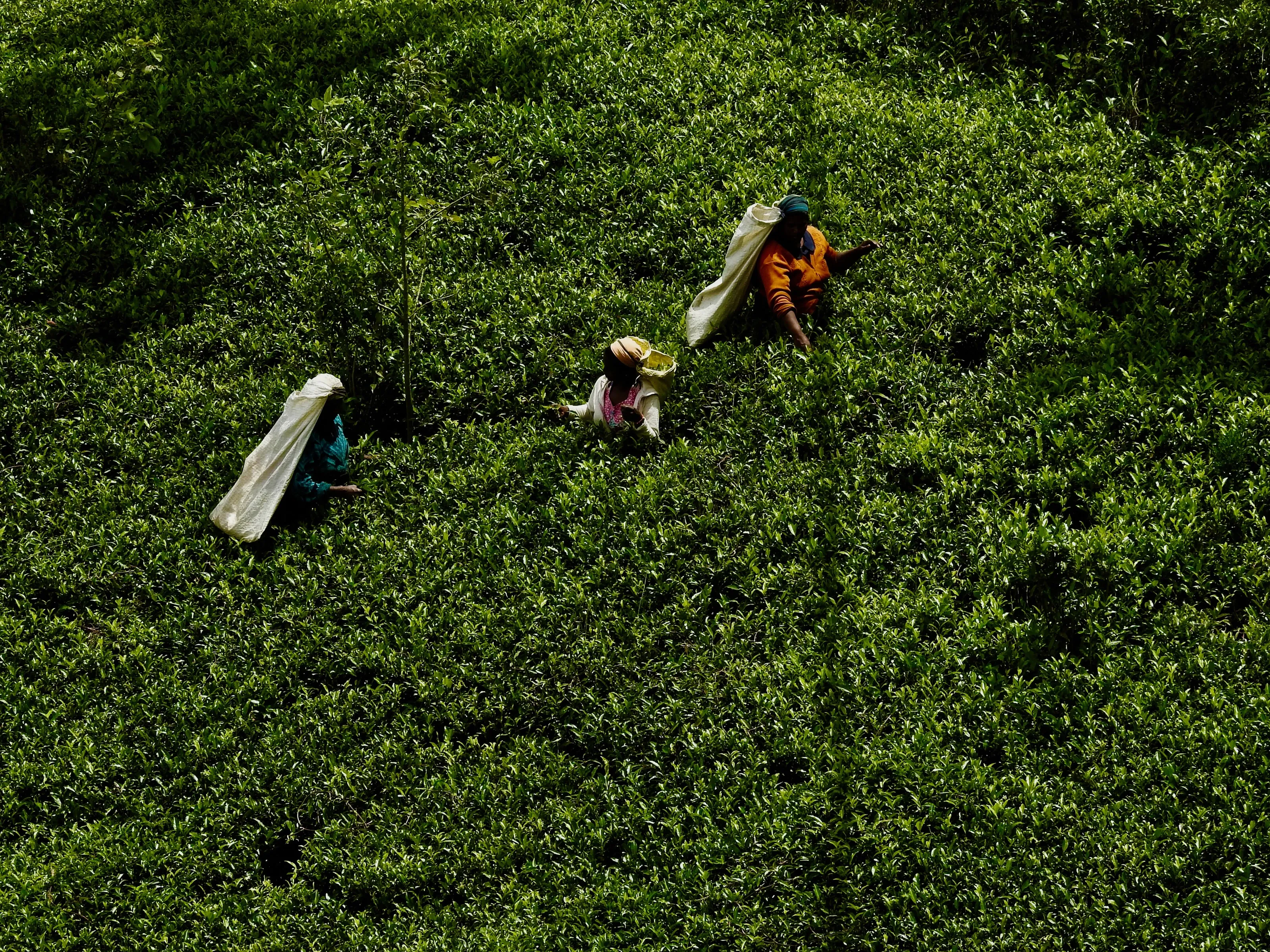 Sri Lankan tea leaf workers