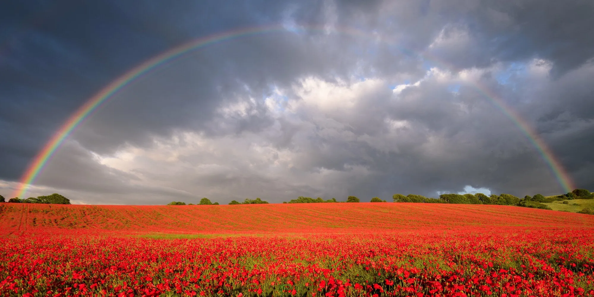 Rainbow Poppies