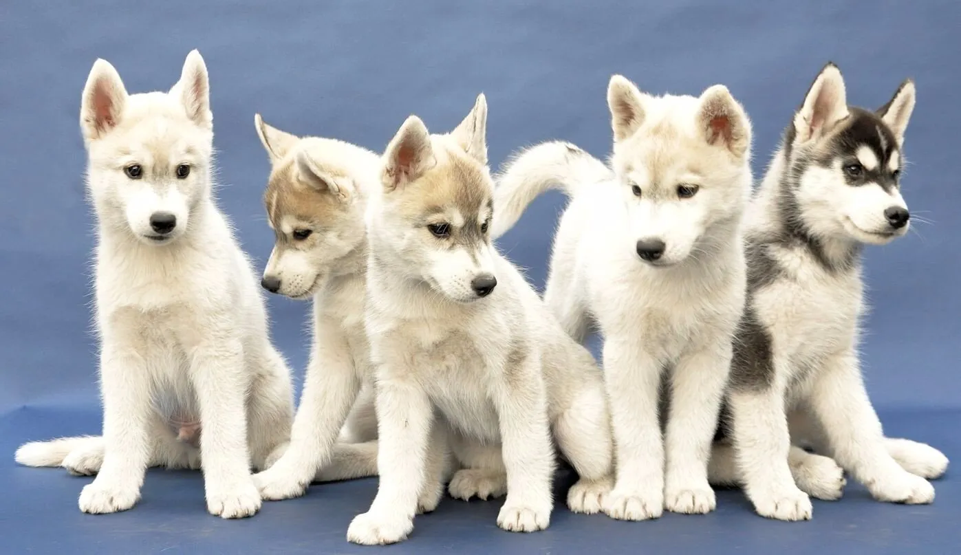 5 Siberian litters