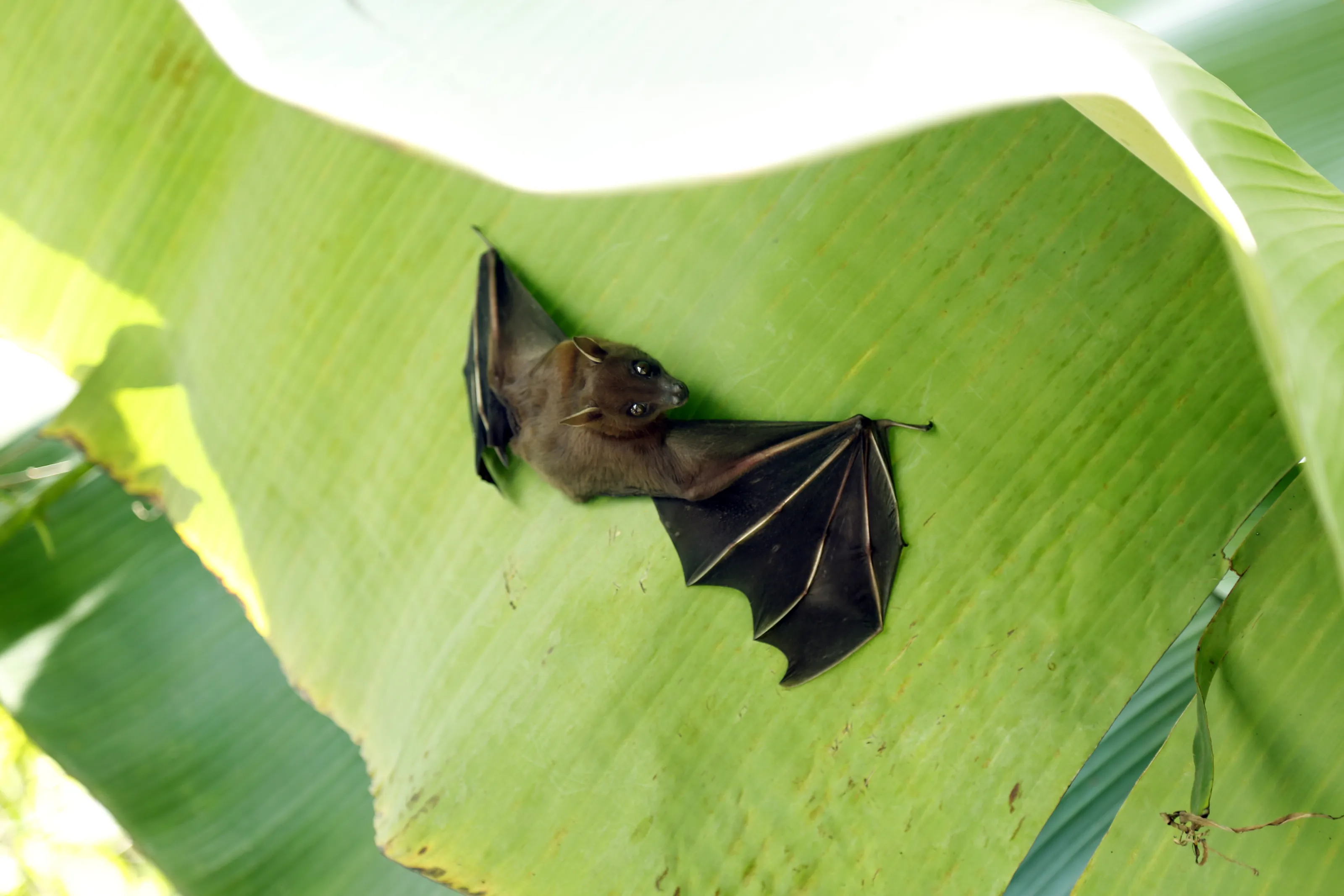 Hanging on leaf
