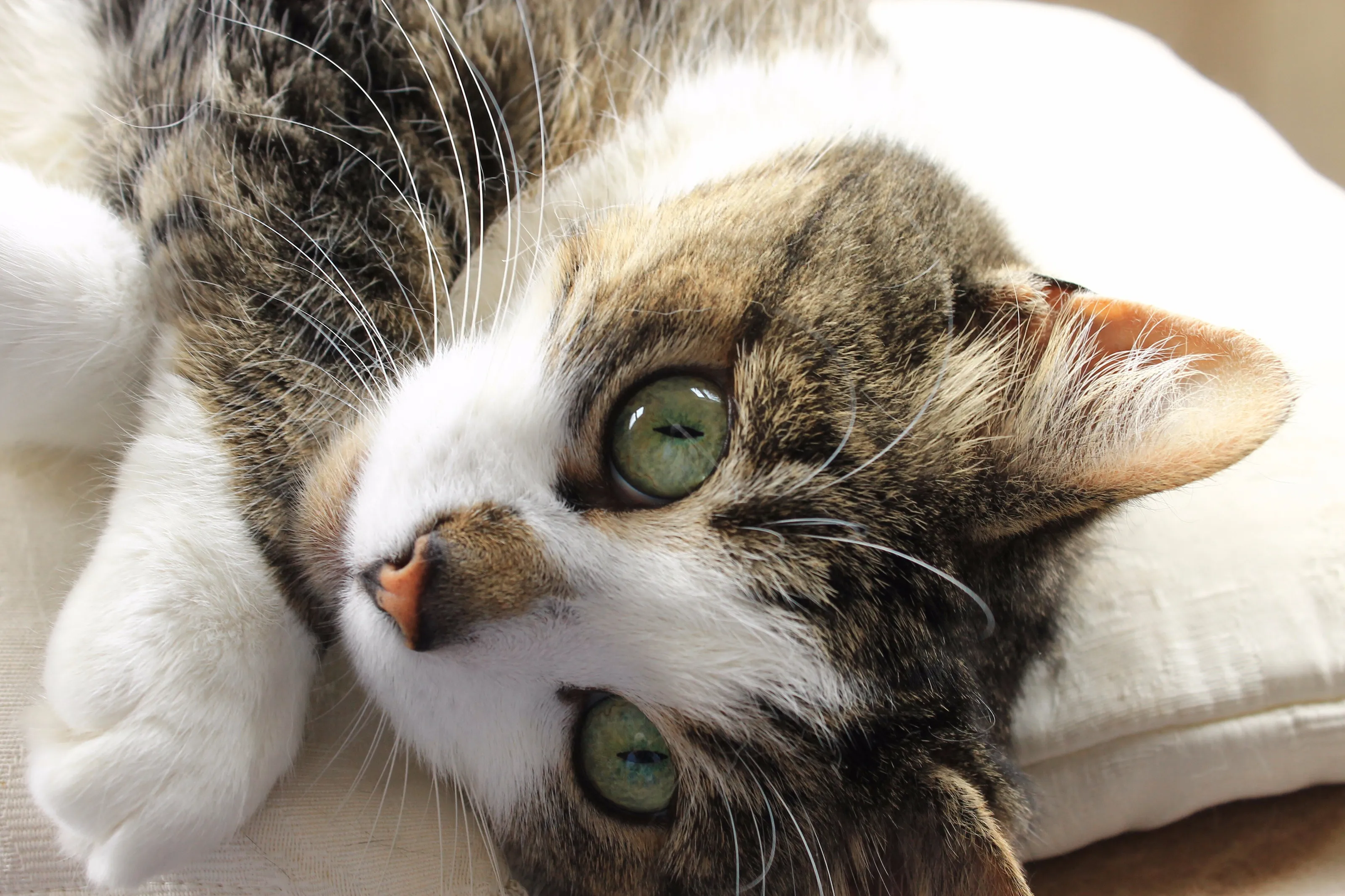 Did you have to wake me?