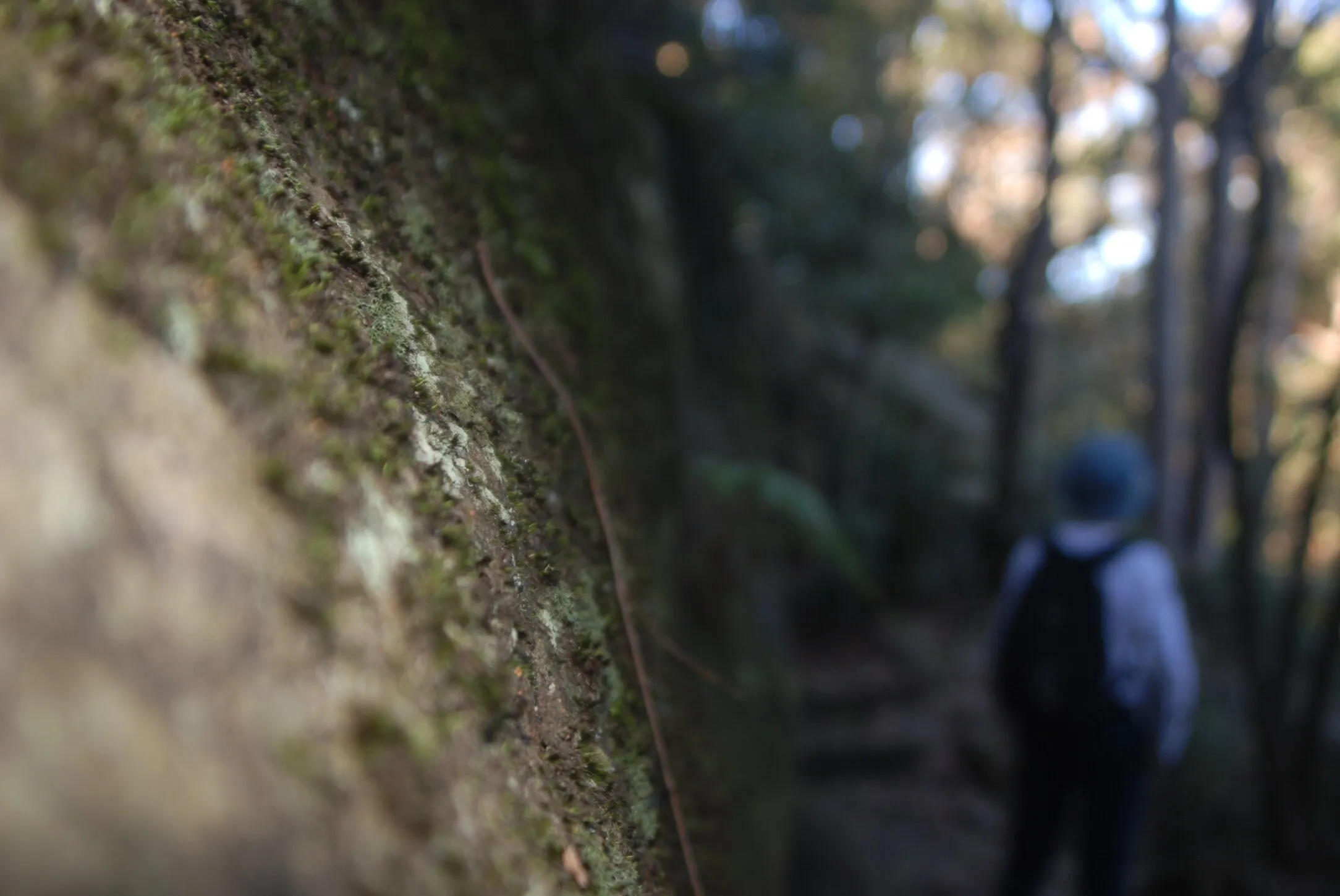 Bush Trek
