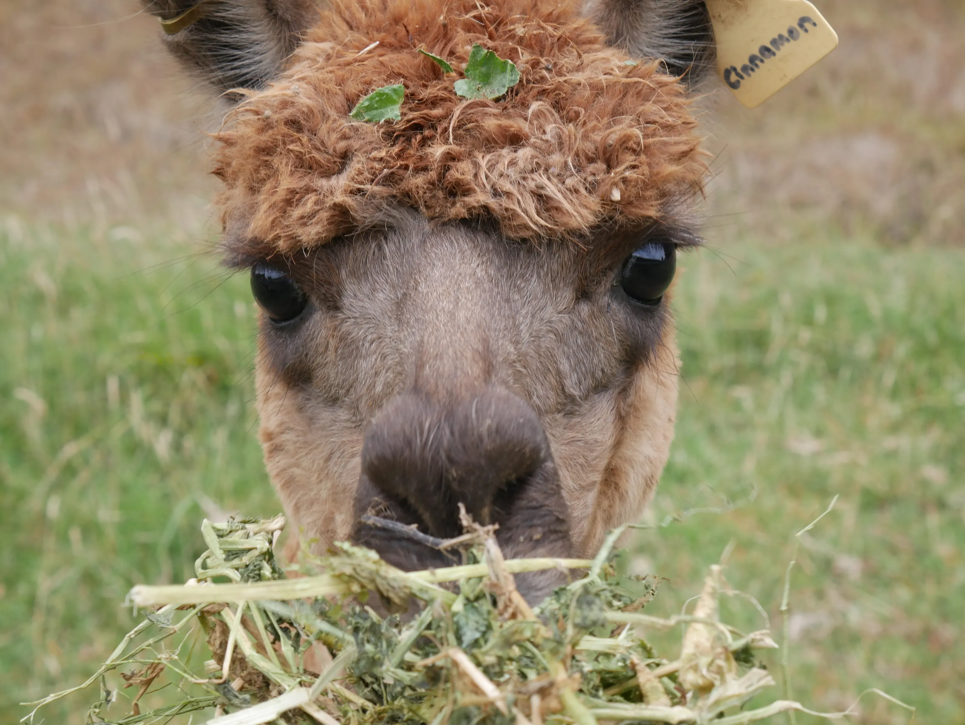 Cinnamon, the goofy alpaca