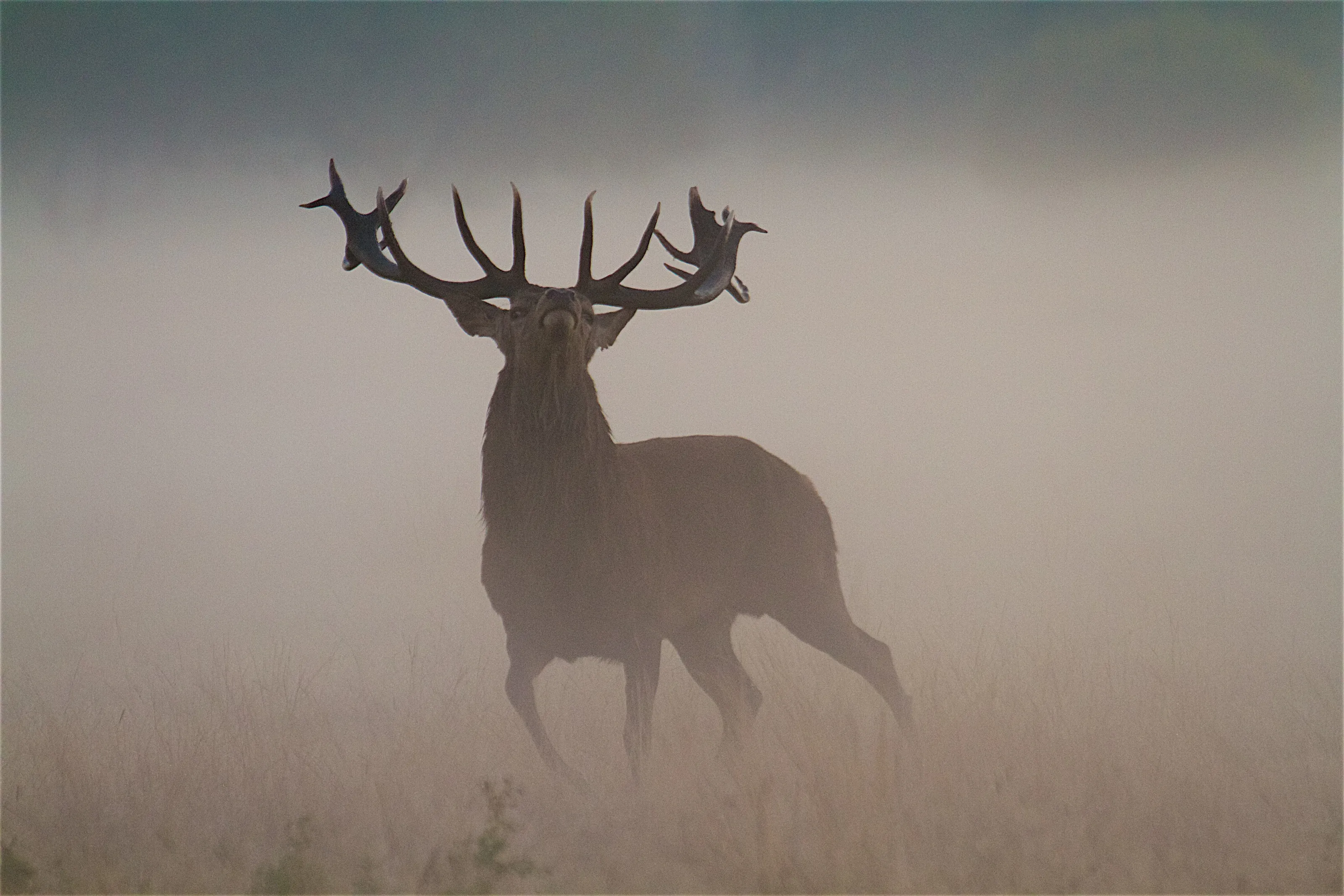 Stag in the Mist