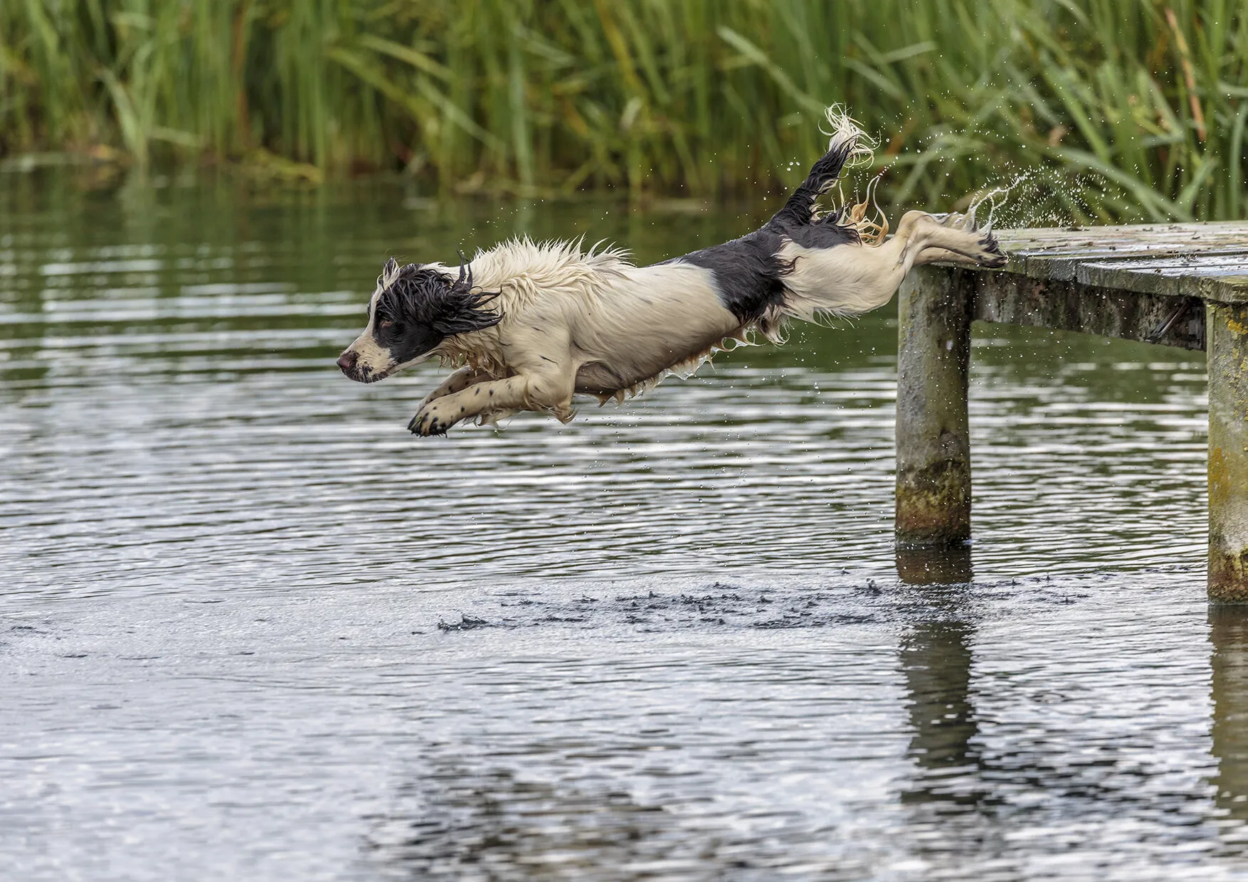 Diving