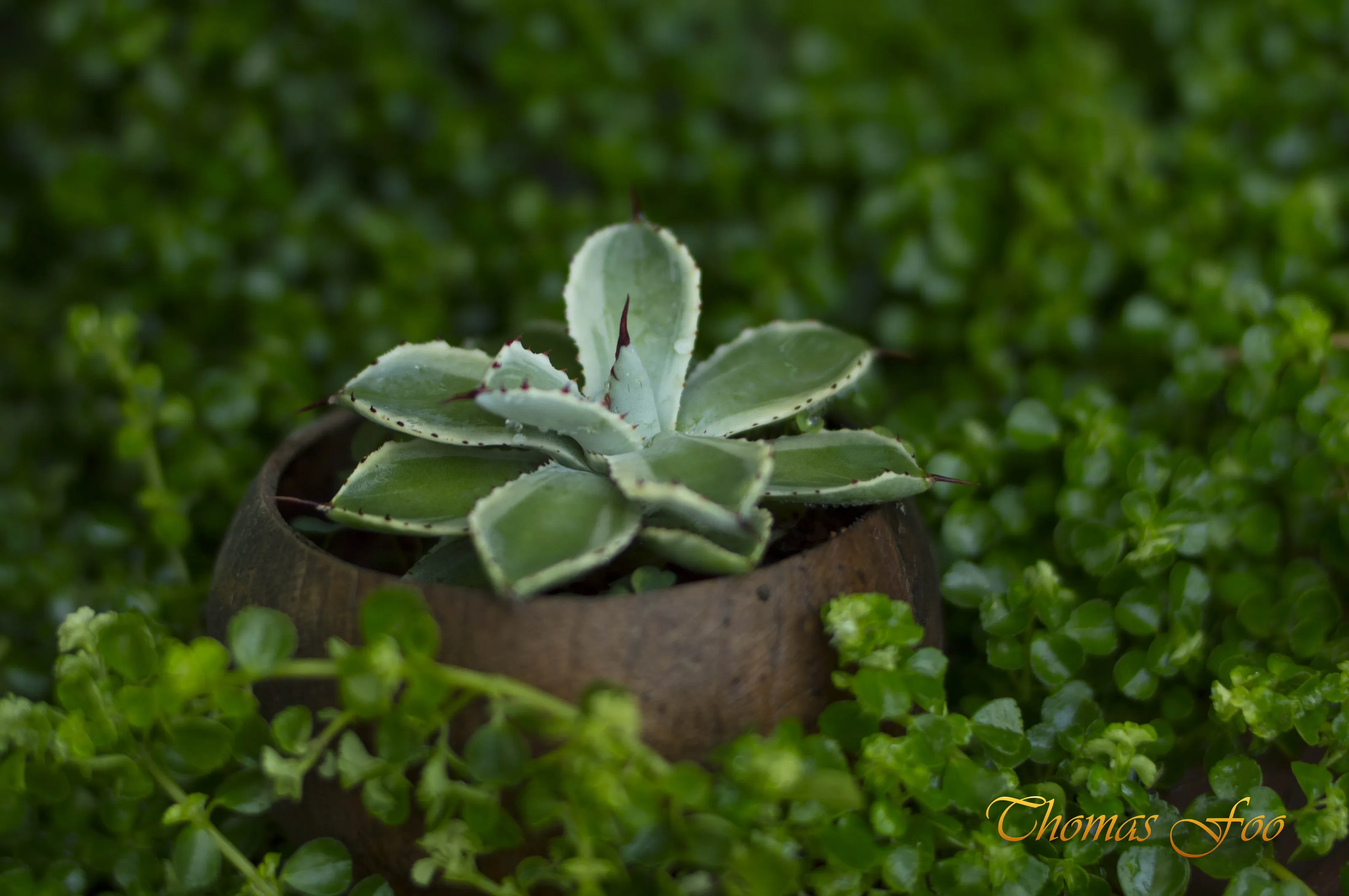 Cactus in a shell