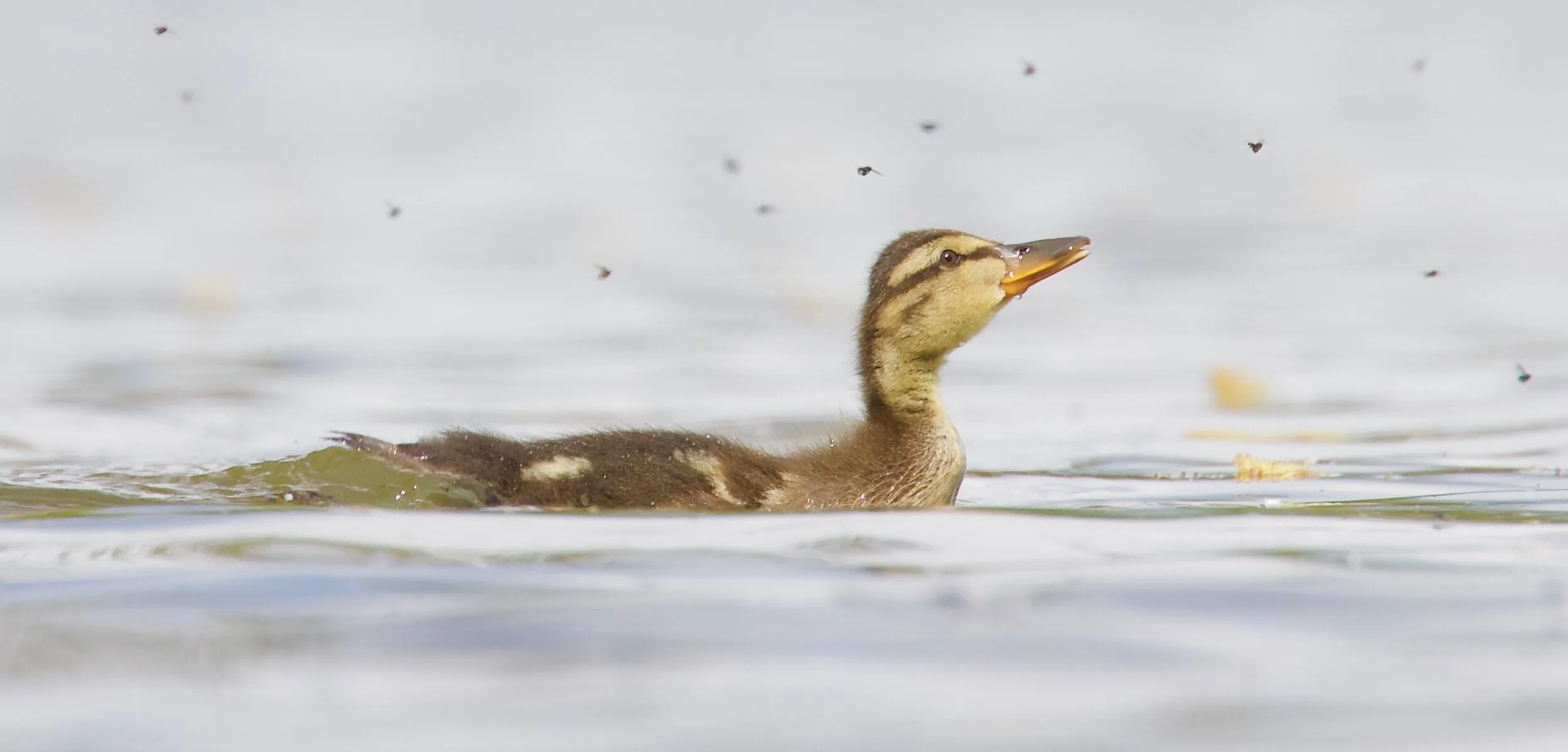 Mallard Duckling
