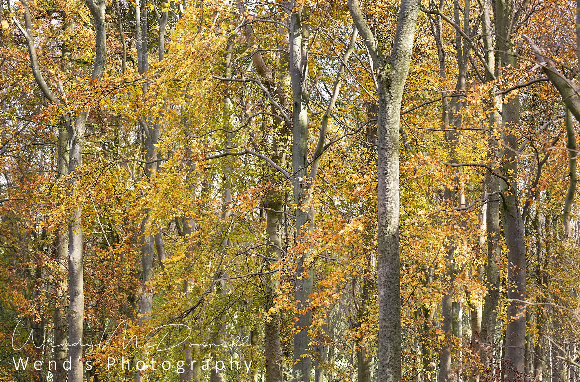 Autumn in the Yorkshire Dales National Park, UK.