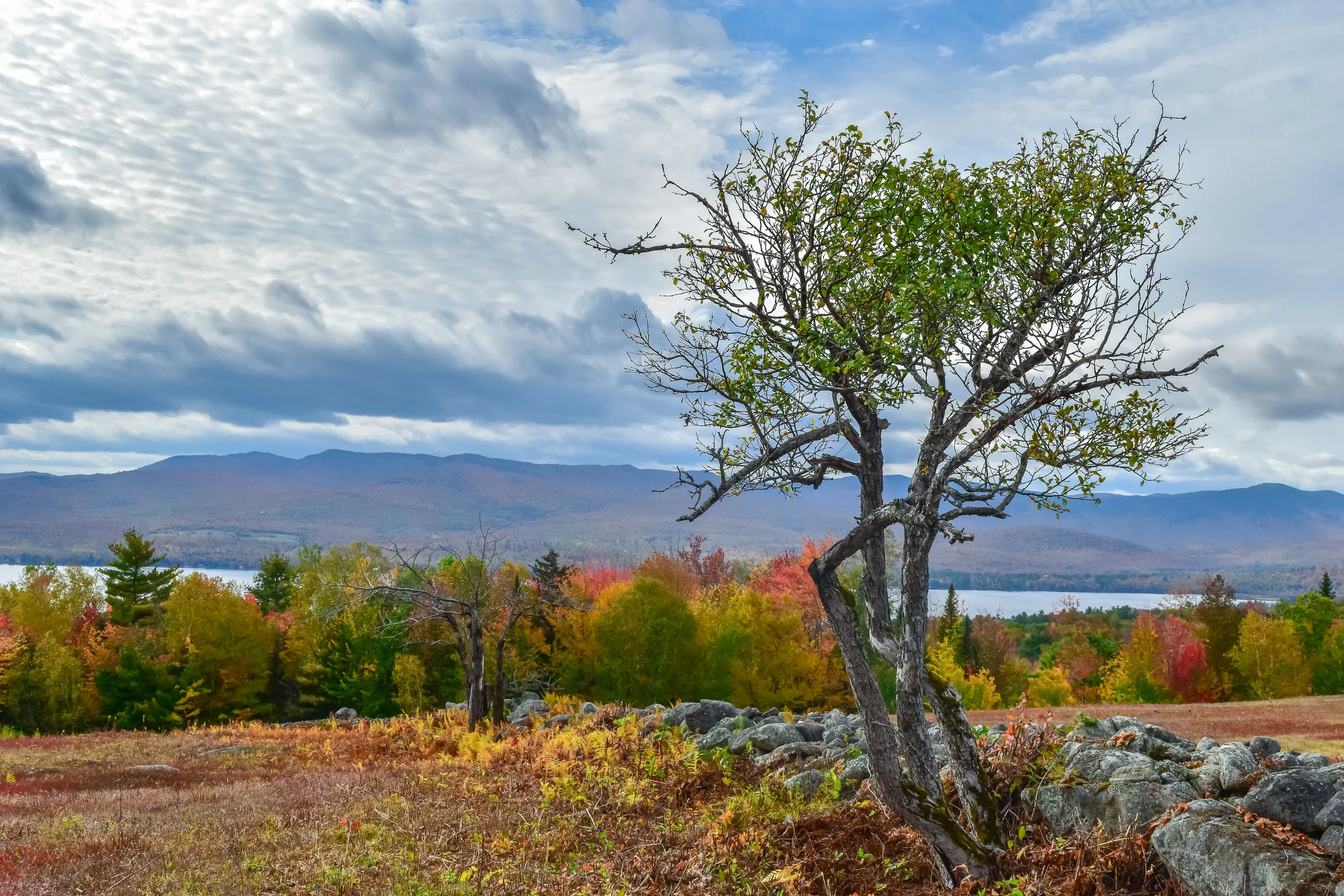 Standing Tall - Survival Spirit