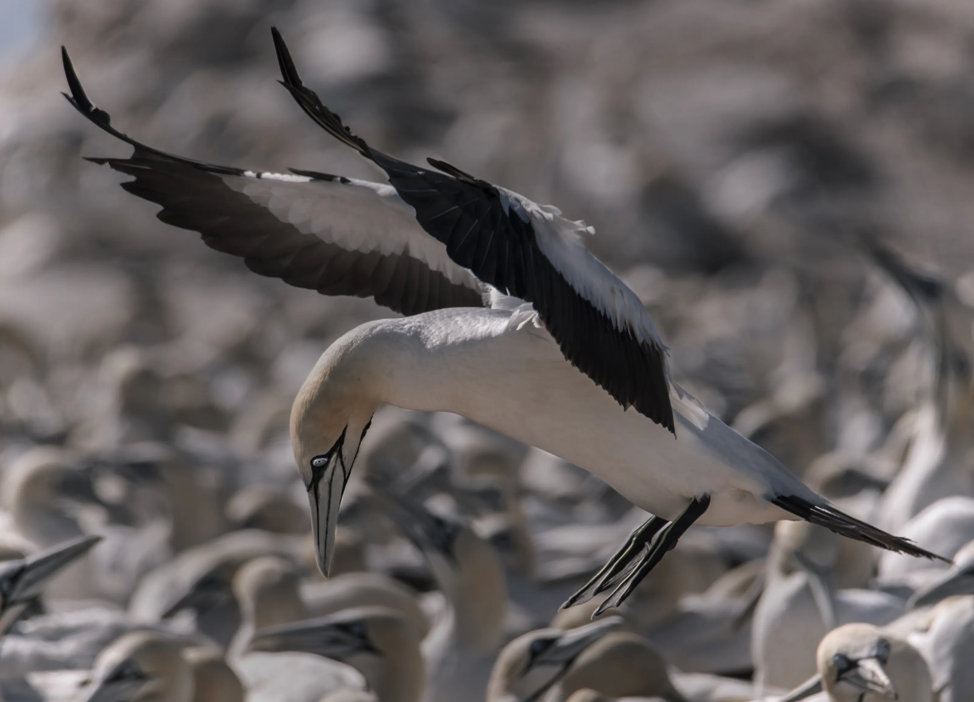 IN FLIGHT