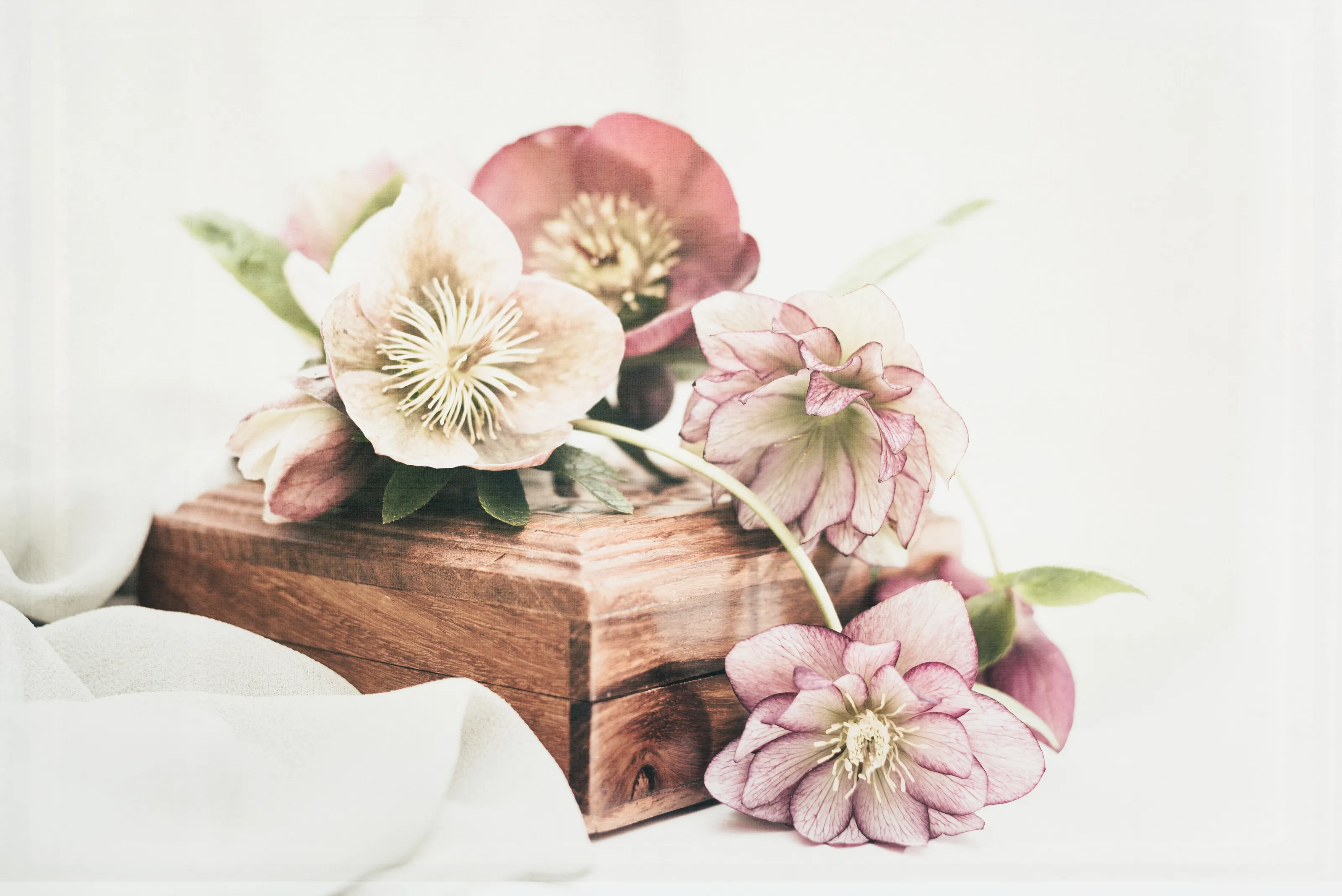 Hellebore Beauty