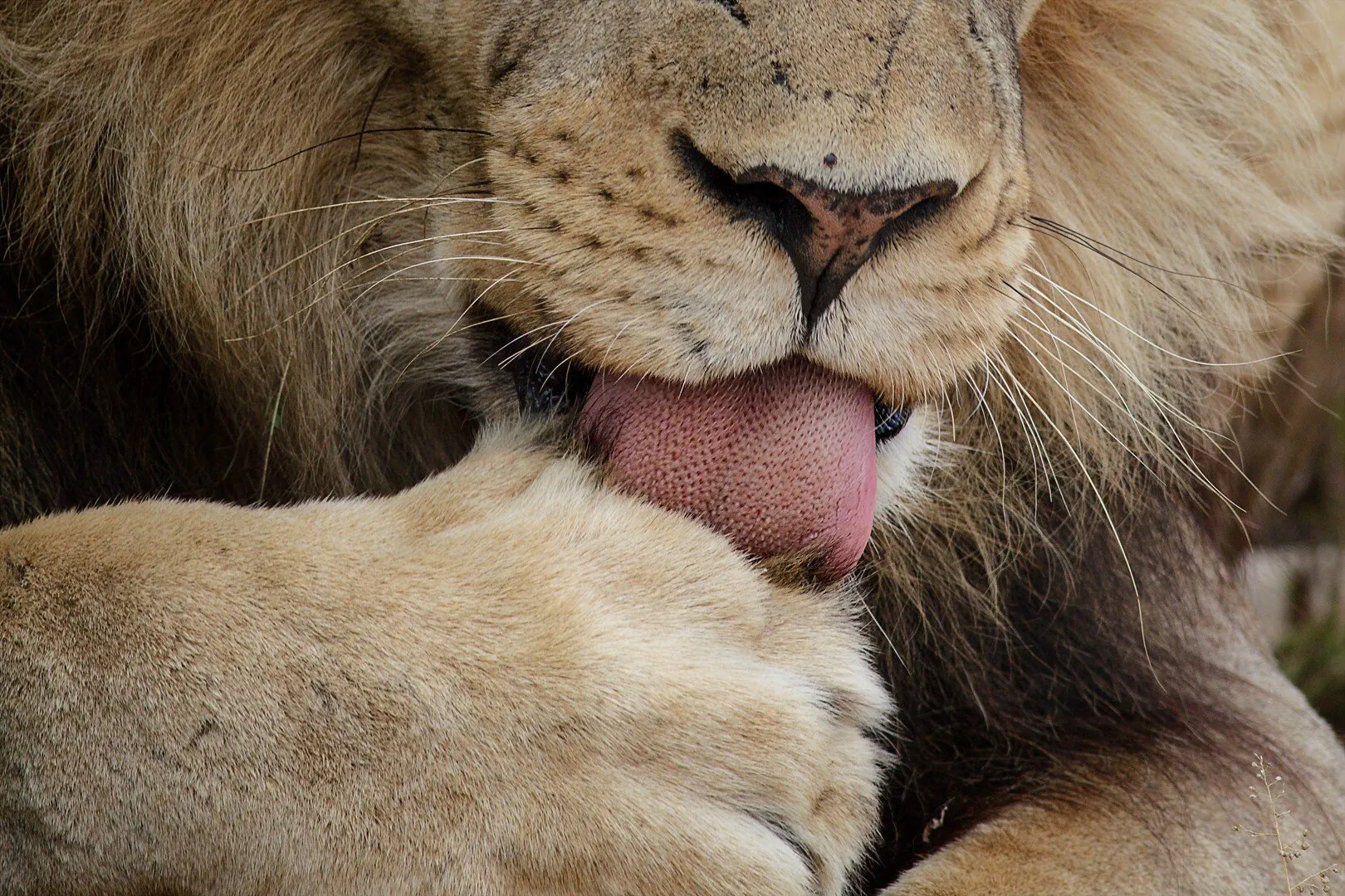Lion Licks