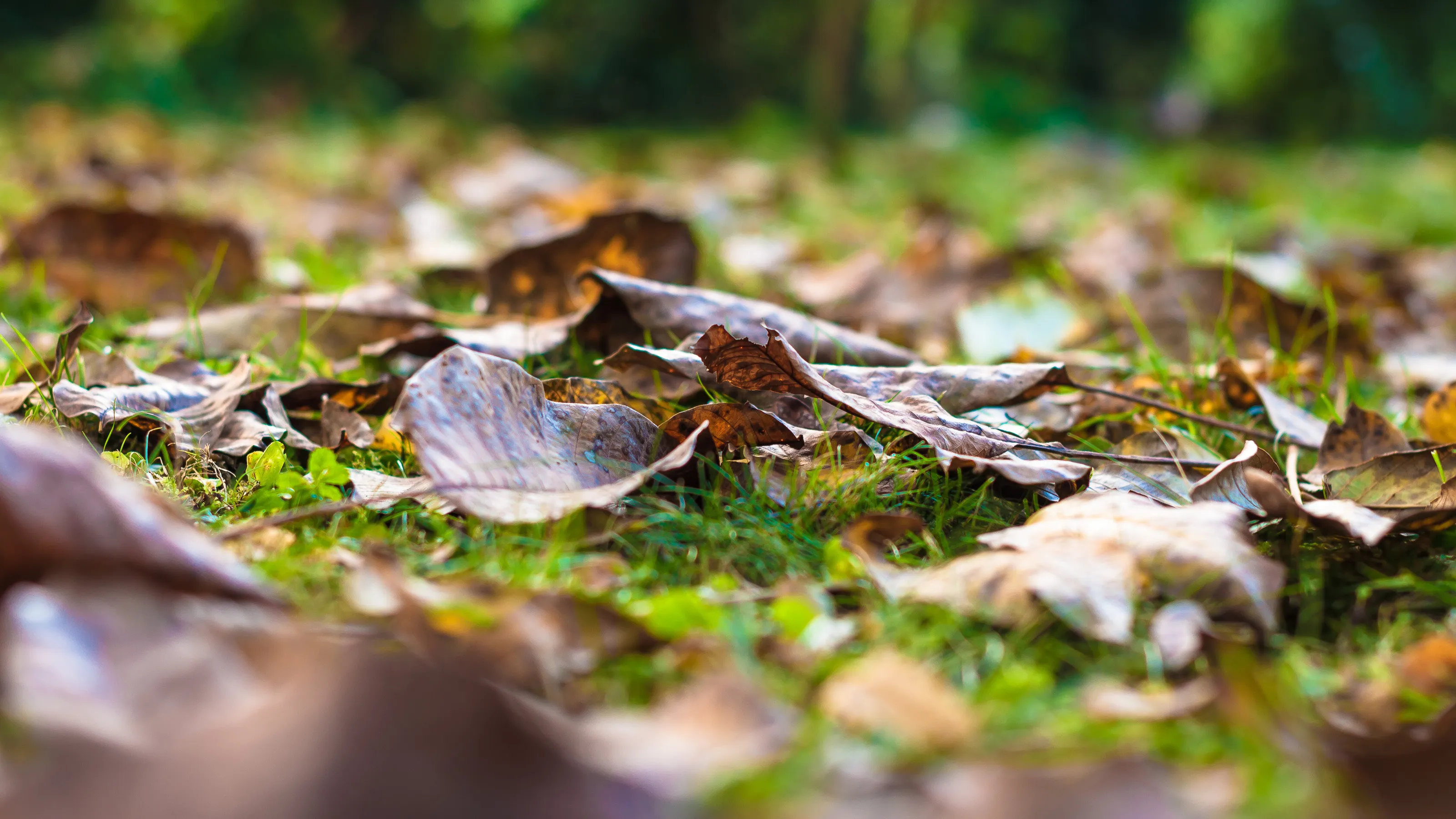 Leaves