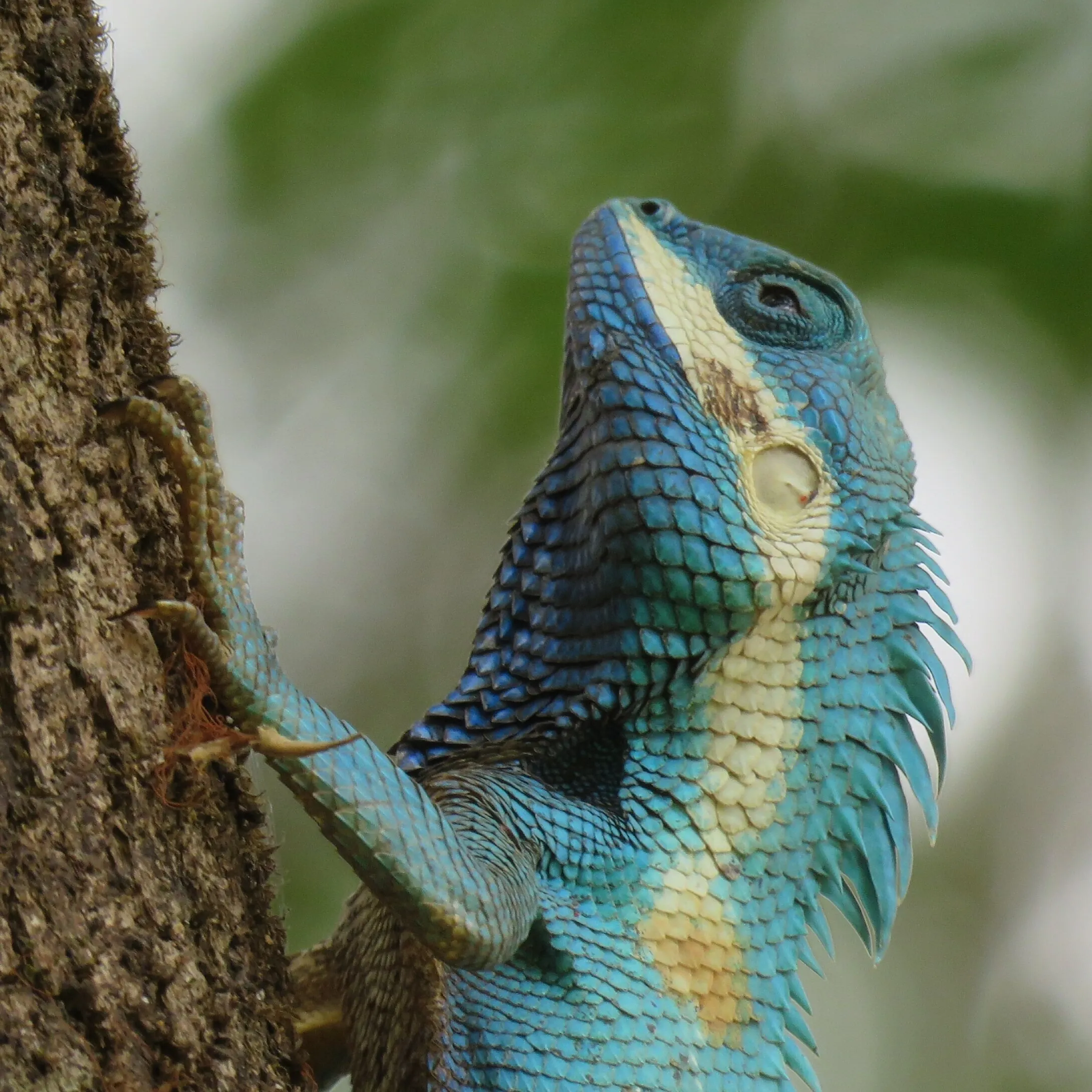 Indo-Chinese Forest Lizard