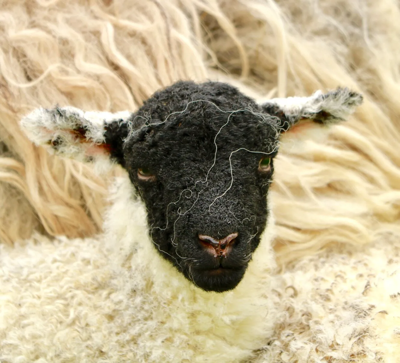 Lambing Season