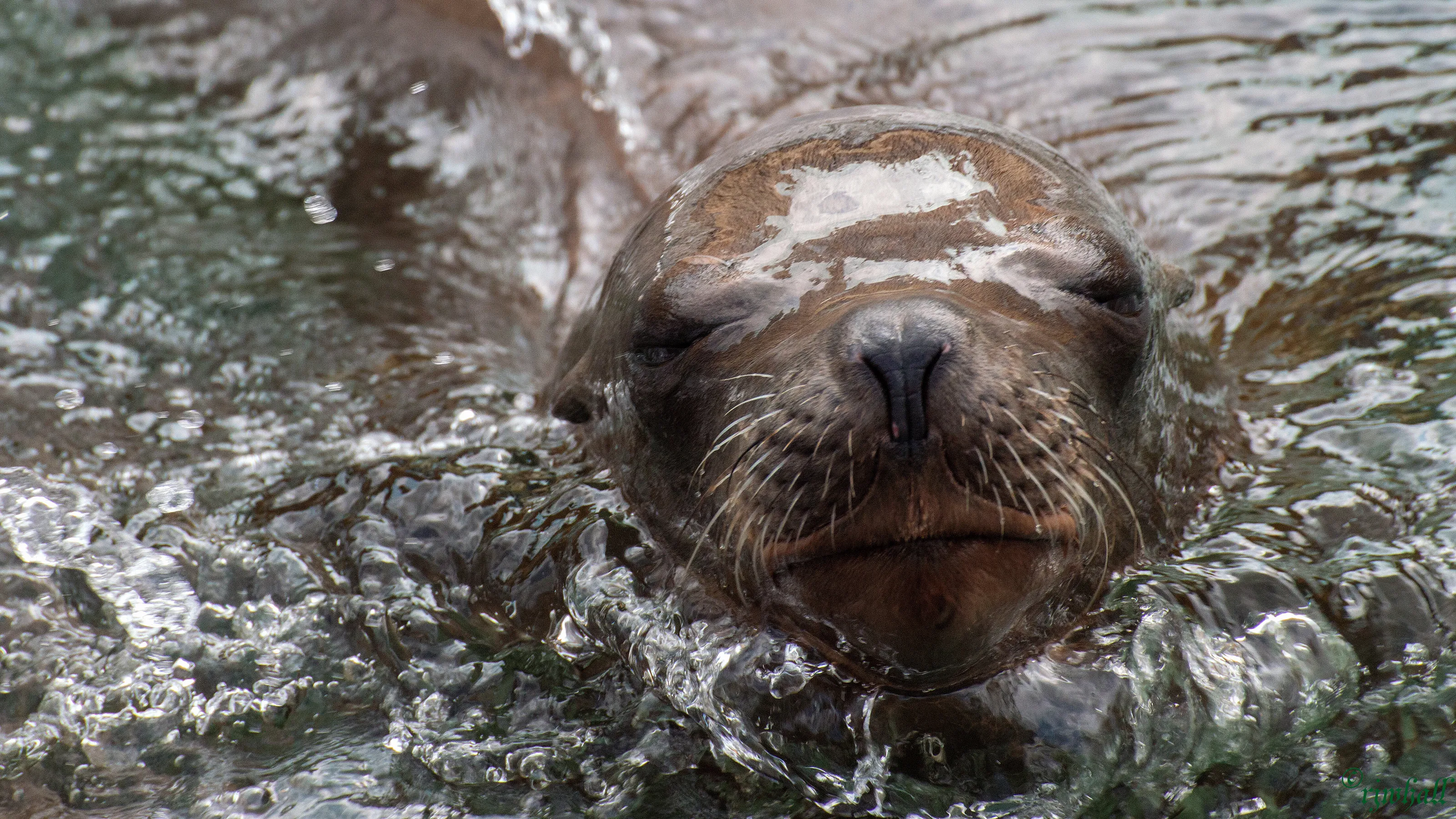 sea lion