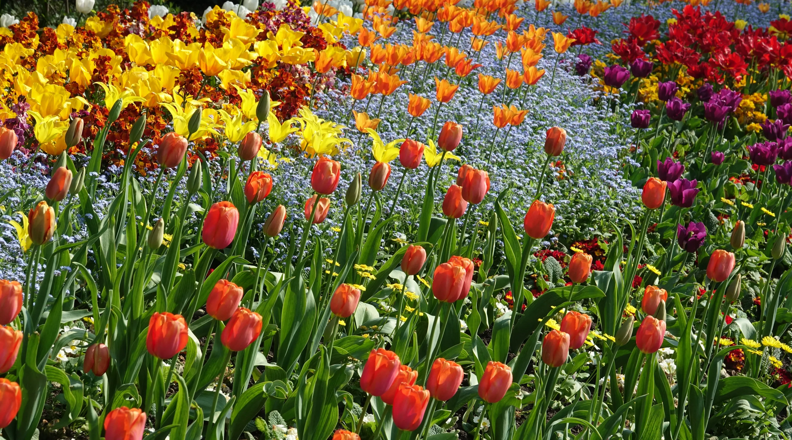 Spring Flowers in St James's Park, London