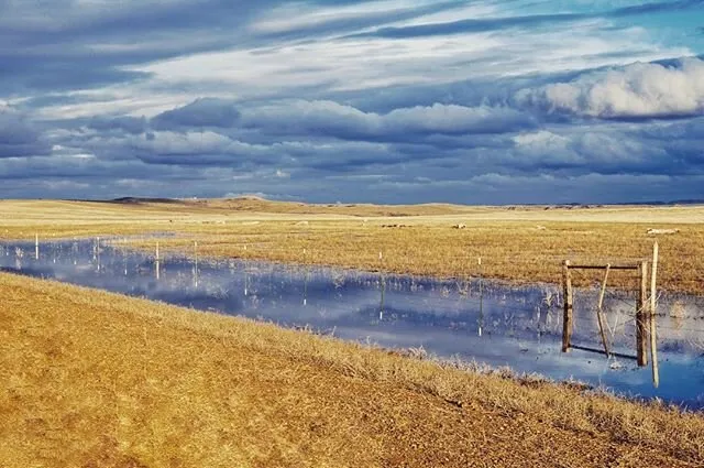 Flatlands