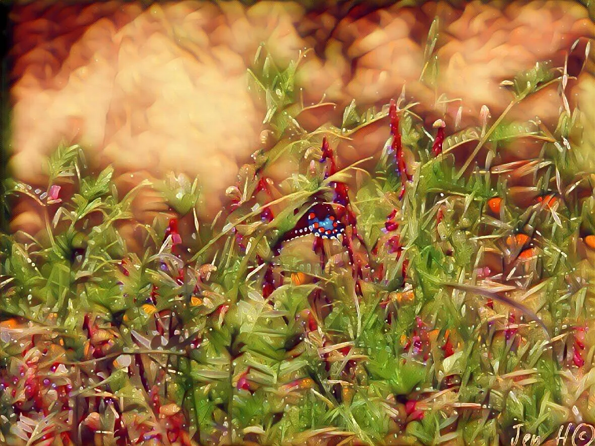 Butterfly and intensity