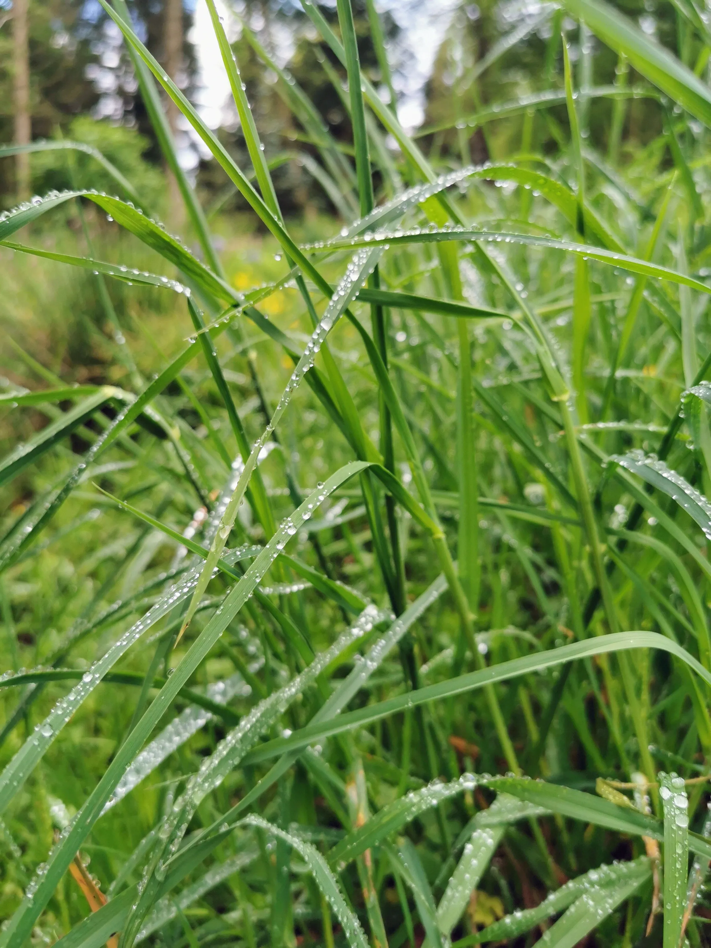 Grass