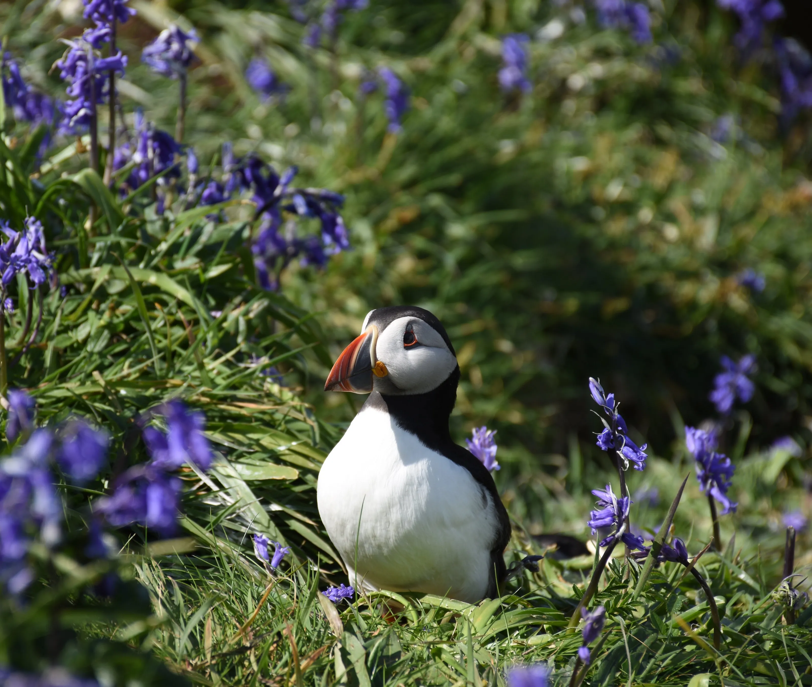 Treshnish Isles in May