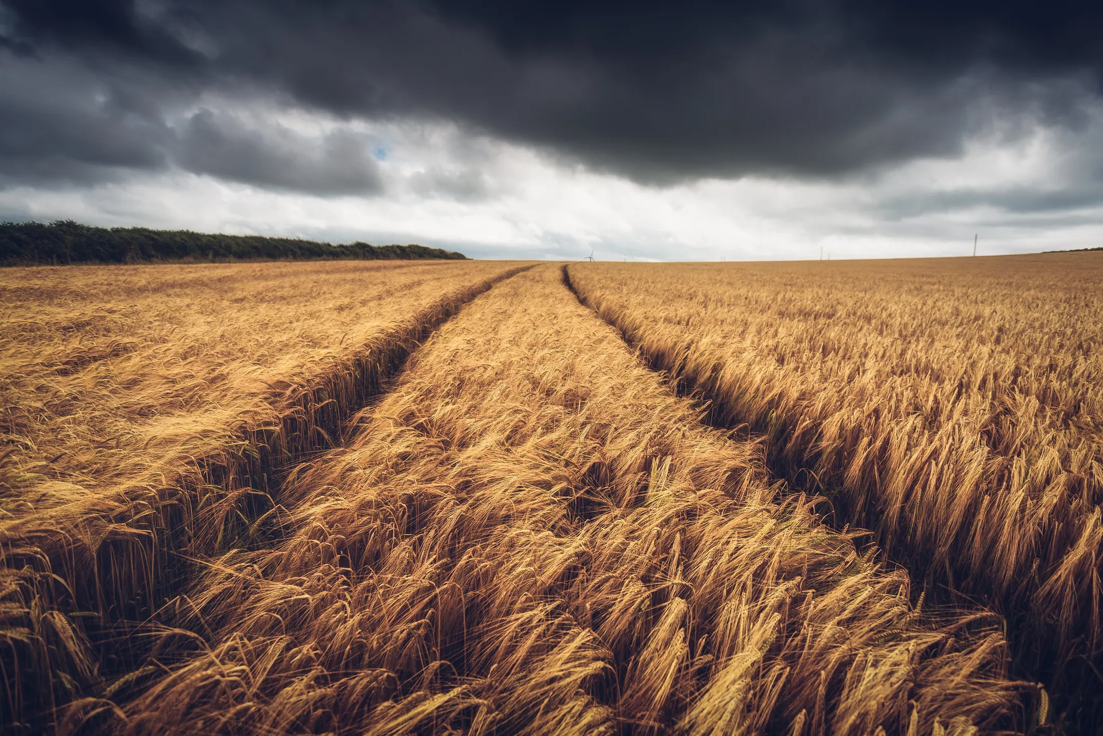 Stormy clouds over the crop
