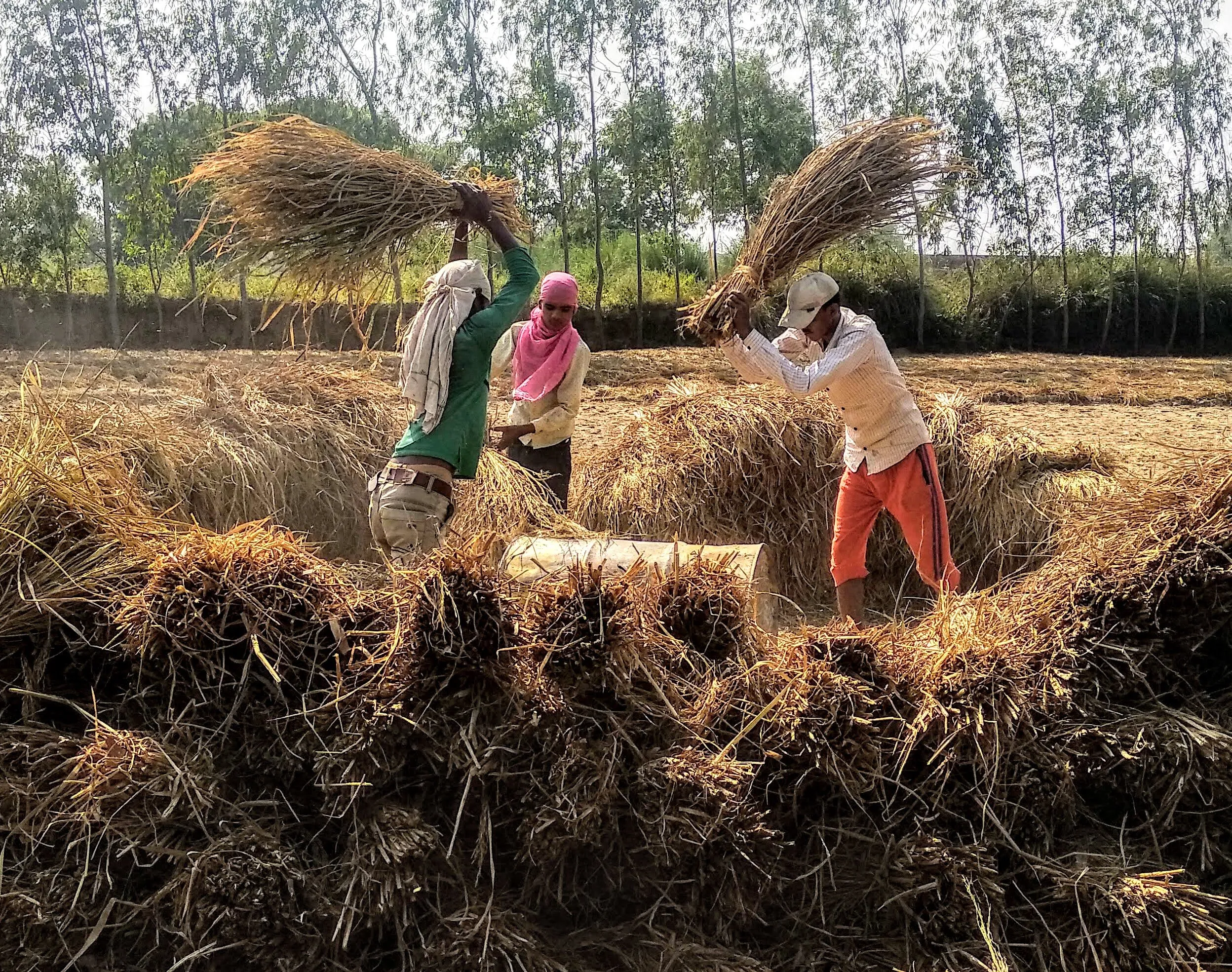 Farming