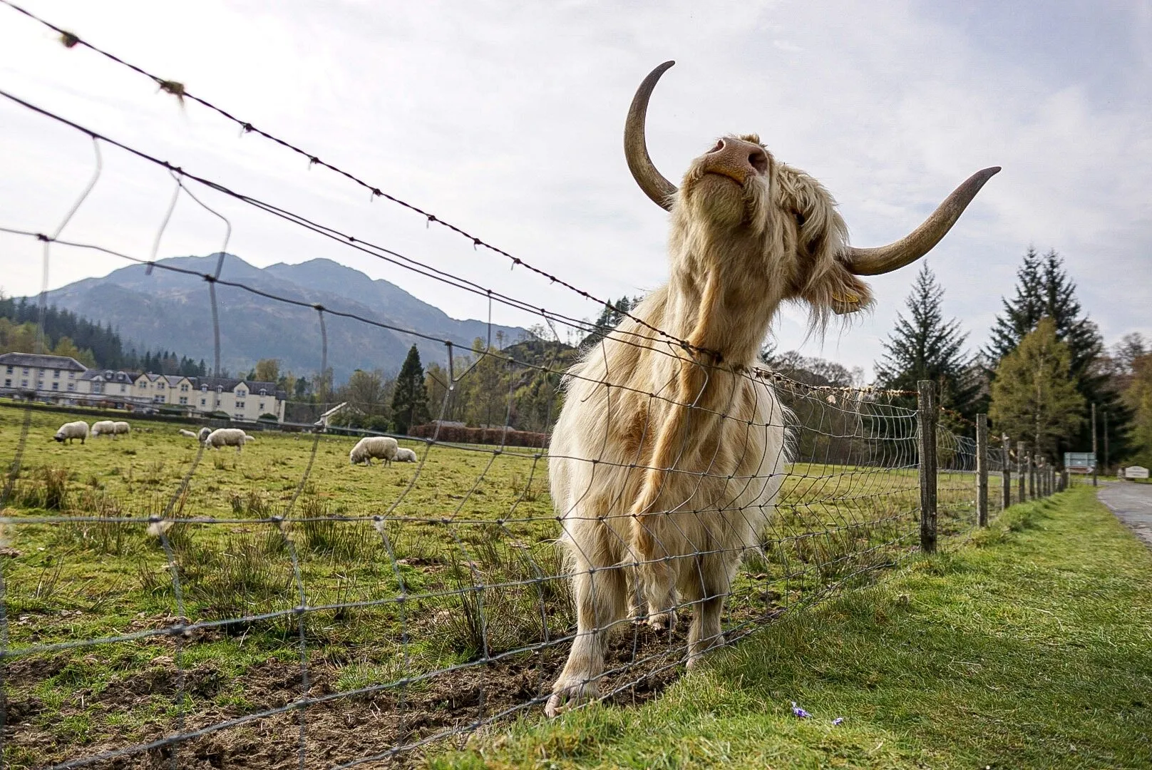 Barbed Wire Scratching