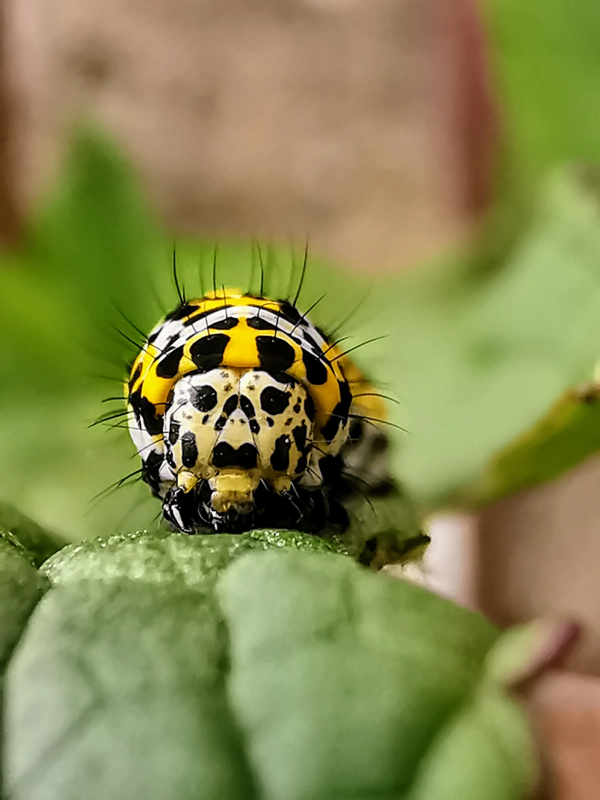 Mullein moth caterpillar