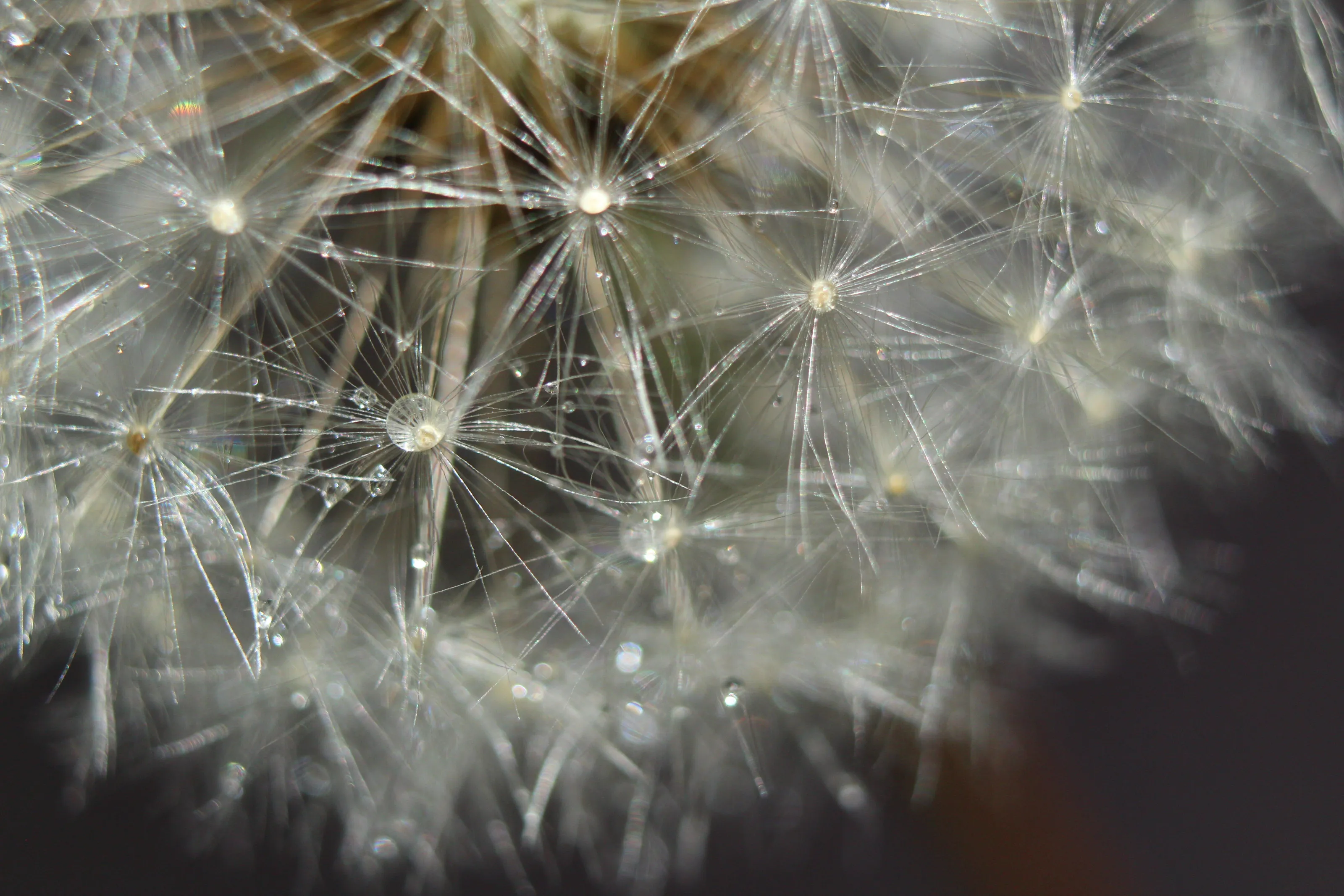 Water drops on dandelion clock