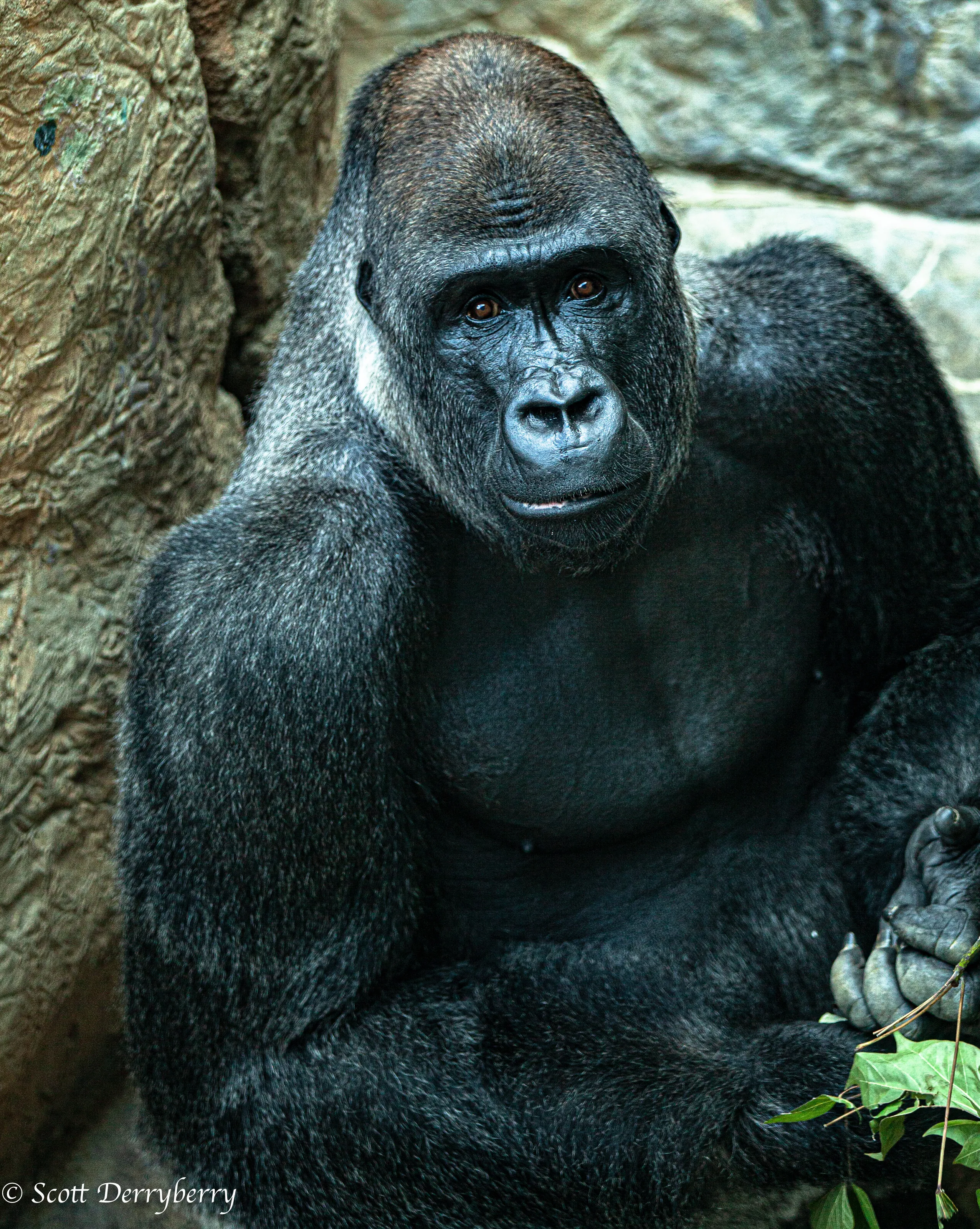 The most beautiful beast I ever saw!